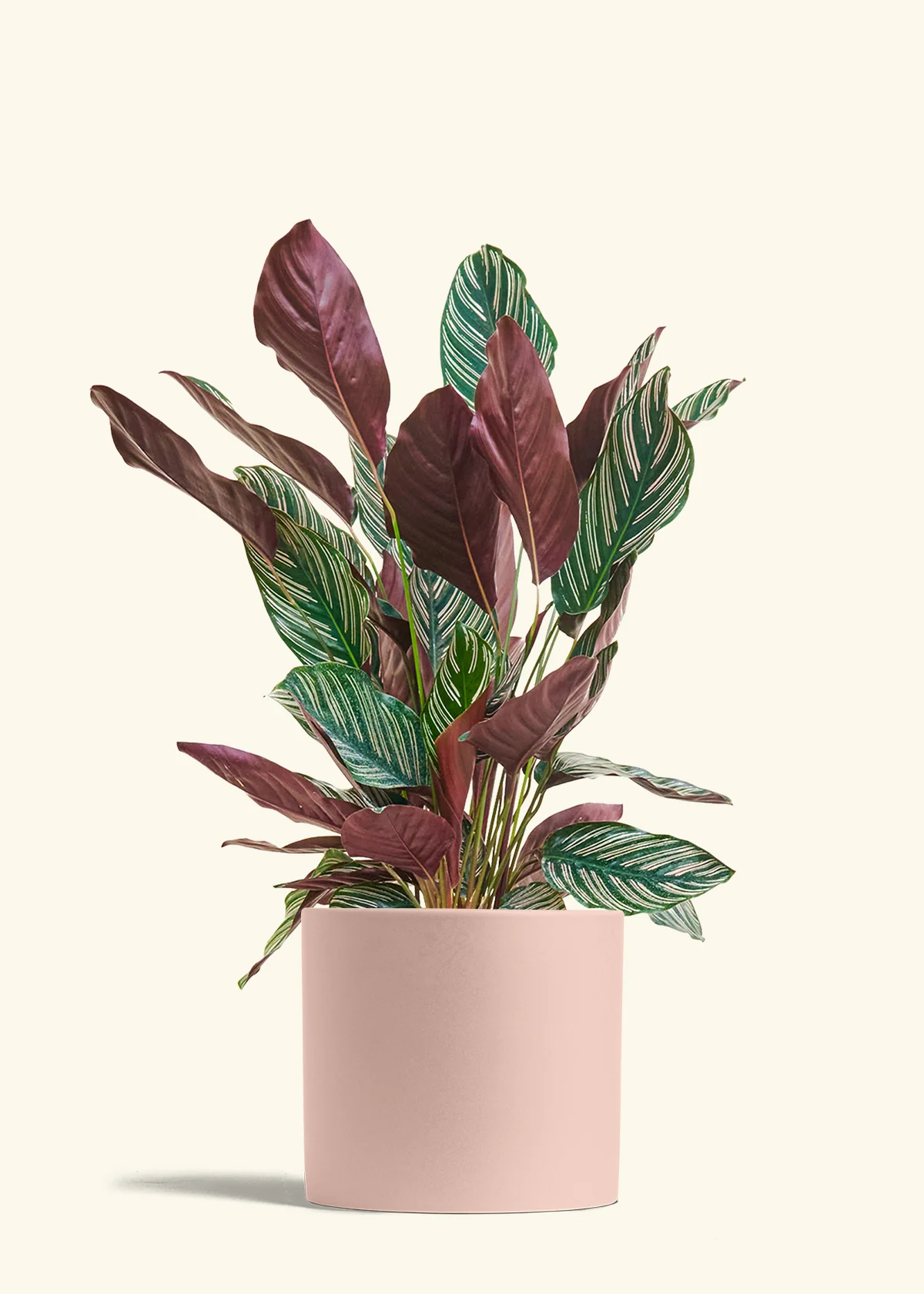 Calathea Pinstripe - Image 84