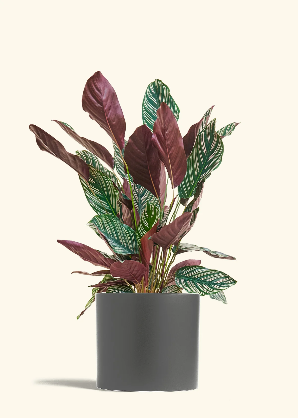 Calathea Pinstripe - Image 85
