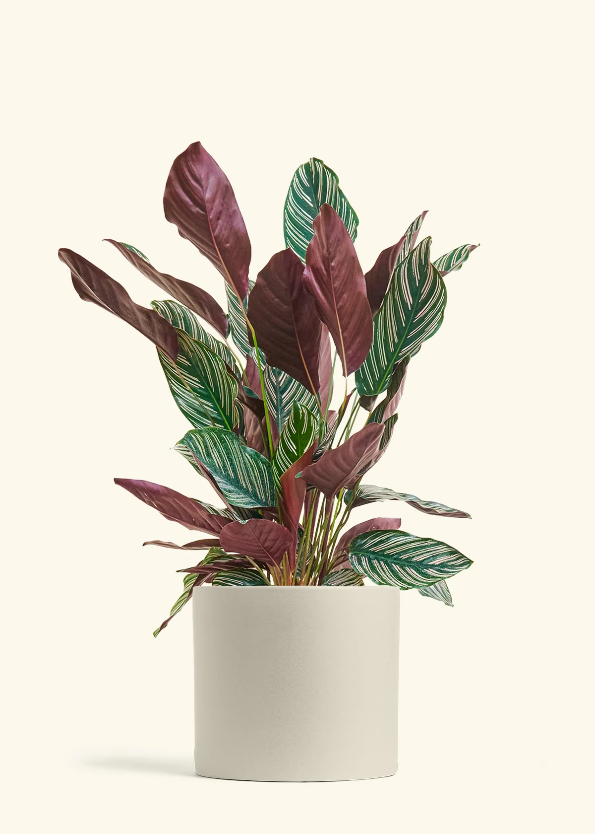 Calathea Pinstripe - Image 86
