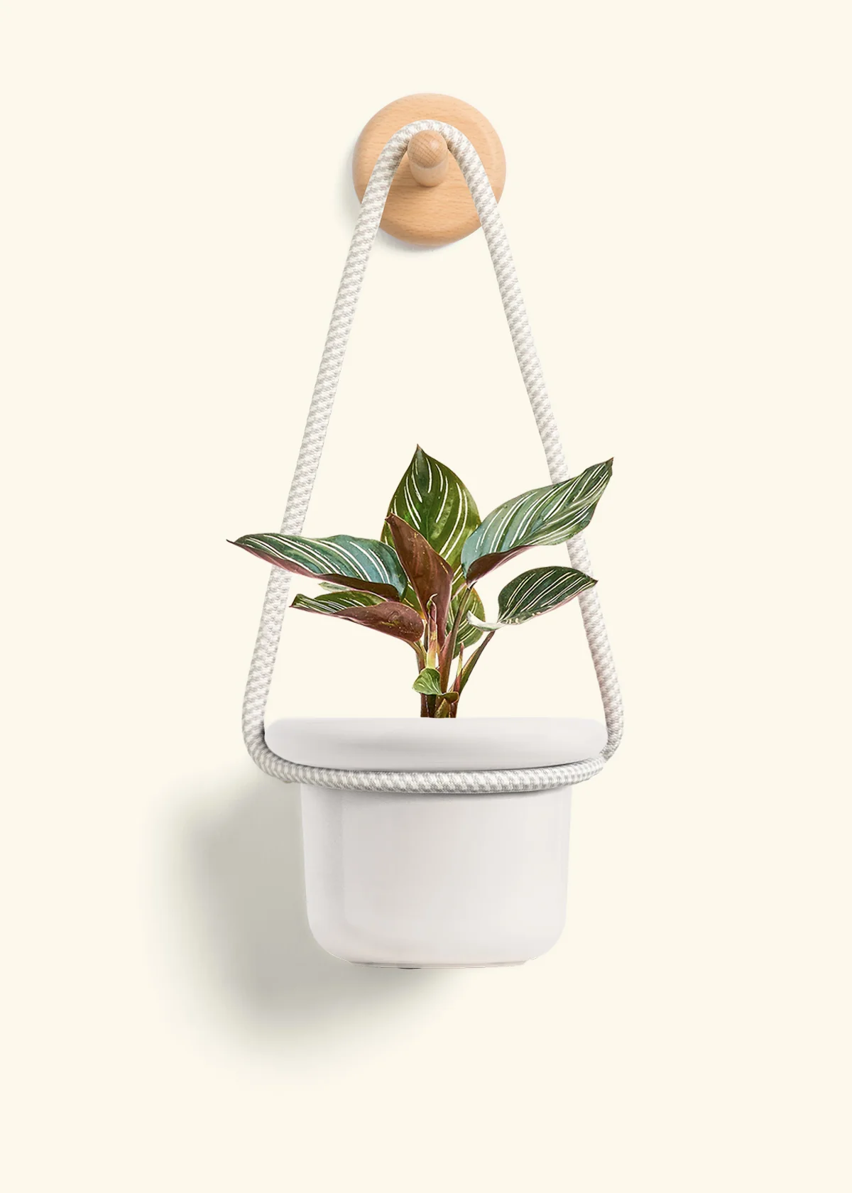 Calathea Pinstripe - Image 9