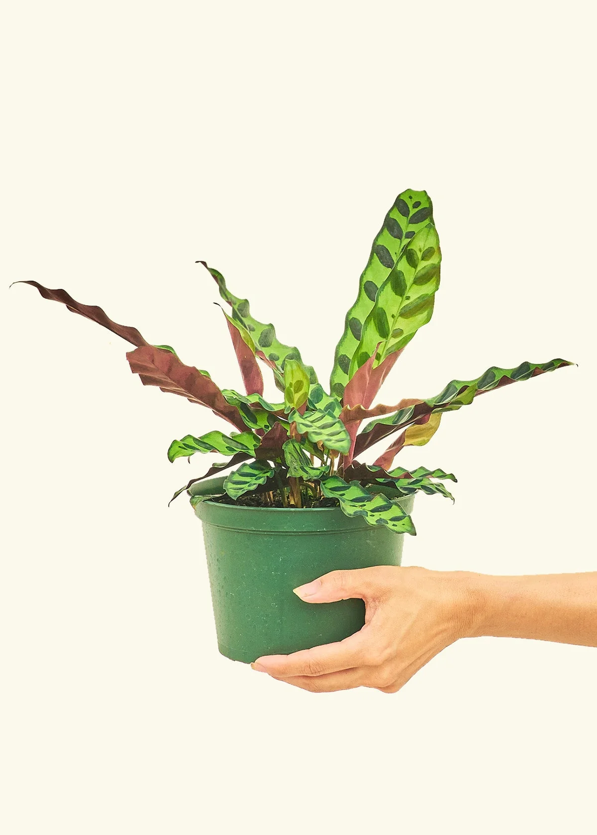 Calathea 'Rattlesnake' - Image 10