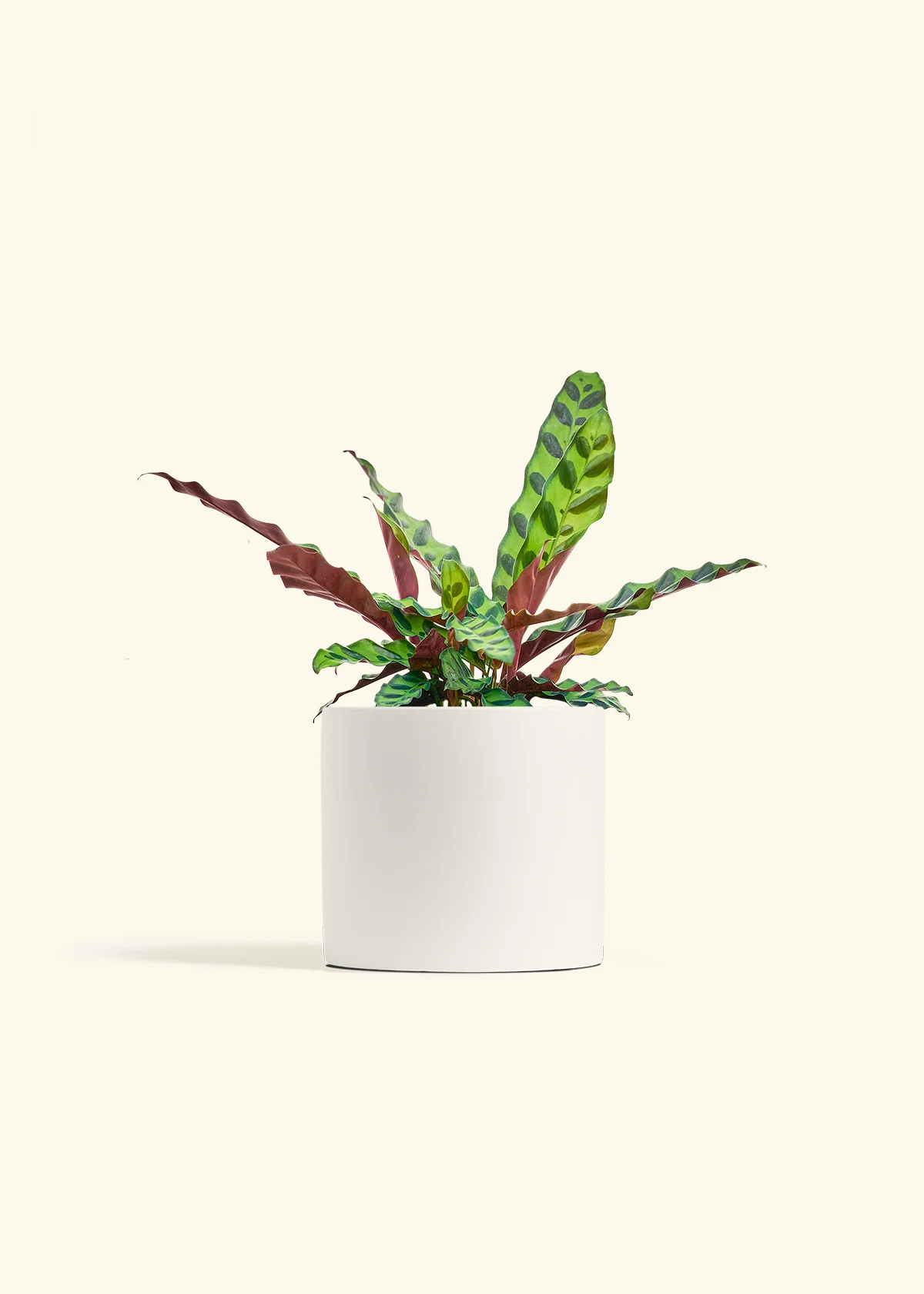 Calathea 'Rattlesnake' - Image 11
