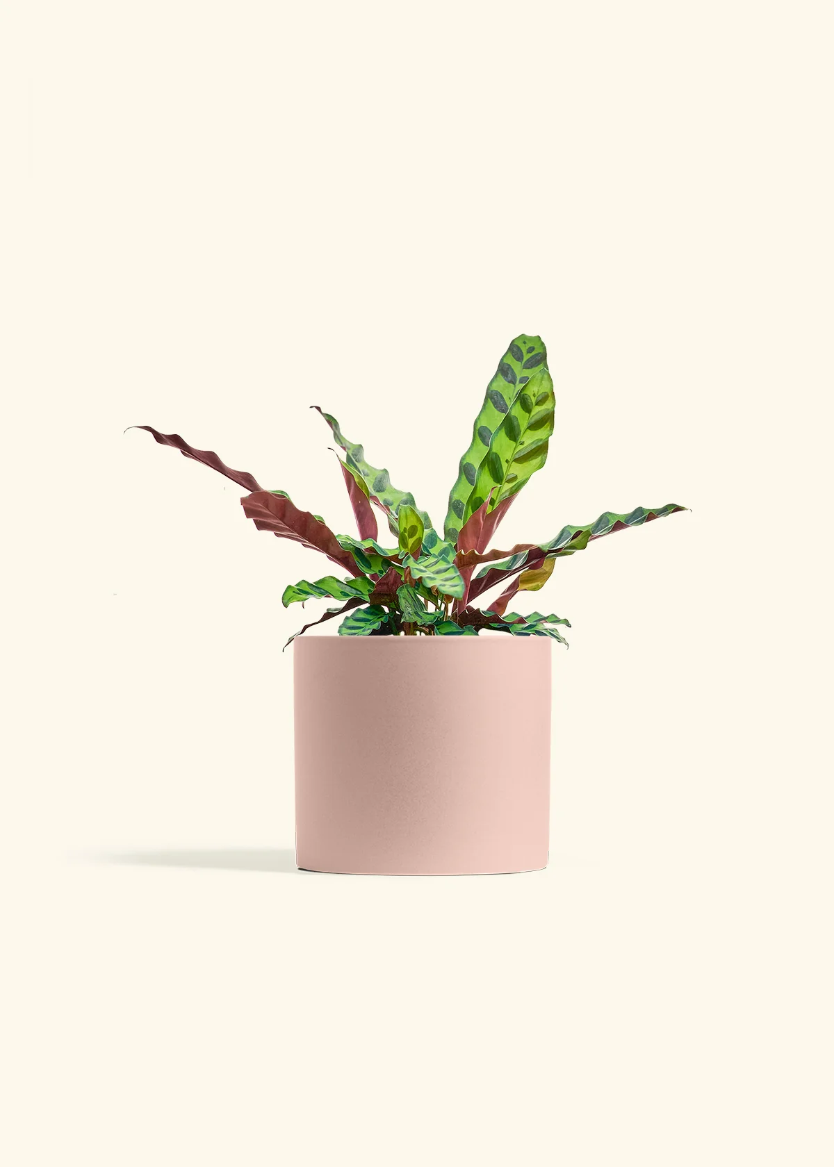 Calathea 'Rattlesnake' - Image 12