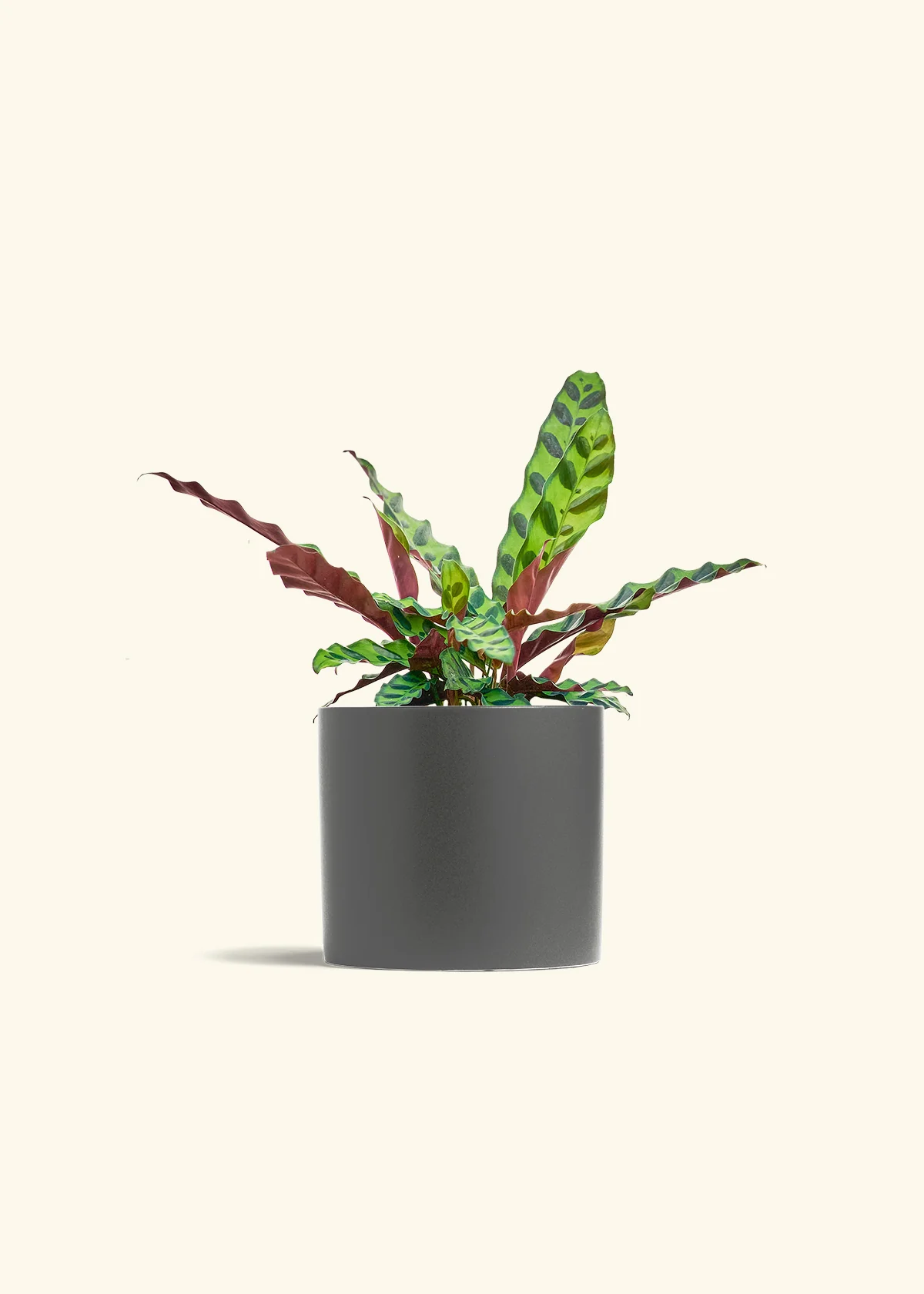 Calathea 'Rattlesnake' - Image 13
