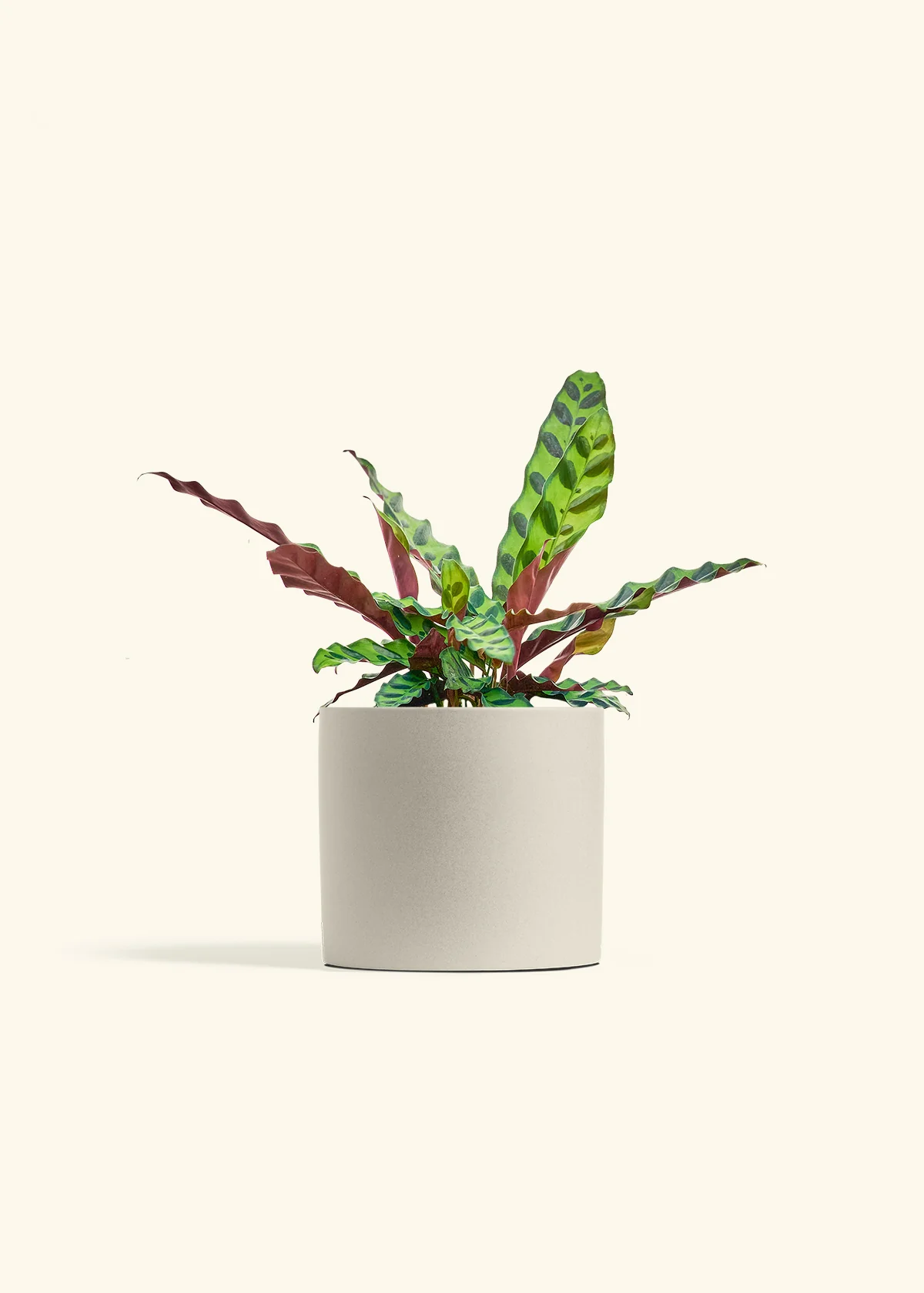 Calathea 'Rattlesnake' - Image 14