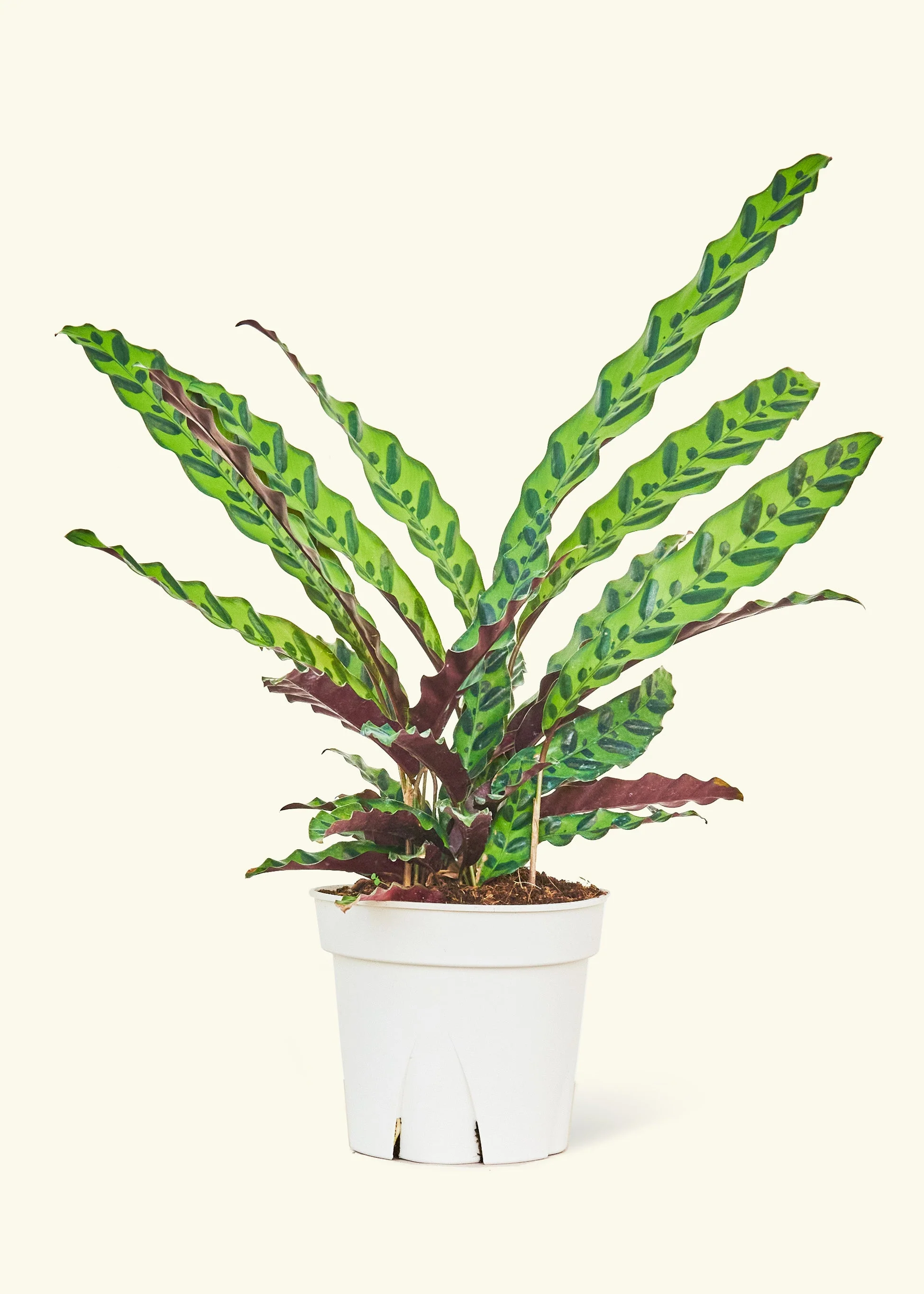 Calathea 'Rattlesnake' - Image 15