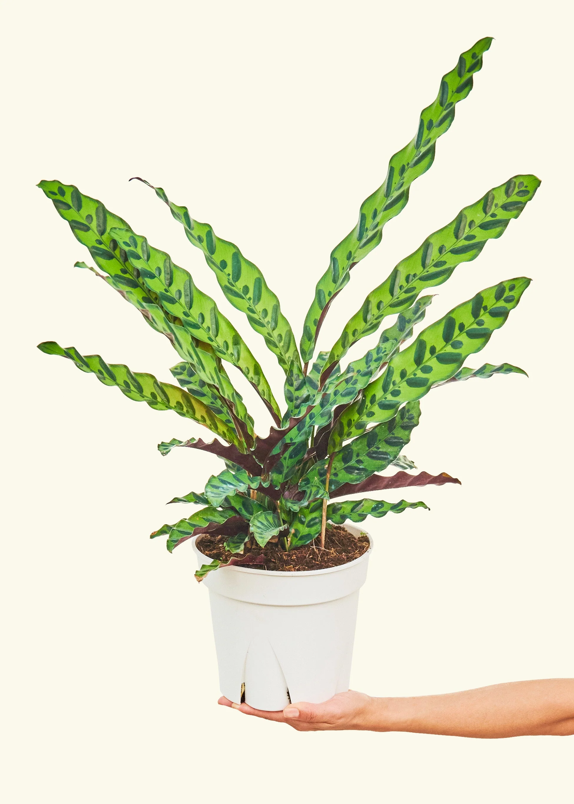 Calathea 'Rattlesnake' - Image 16