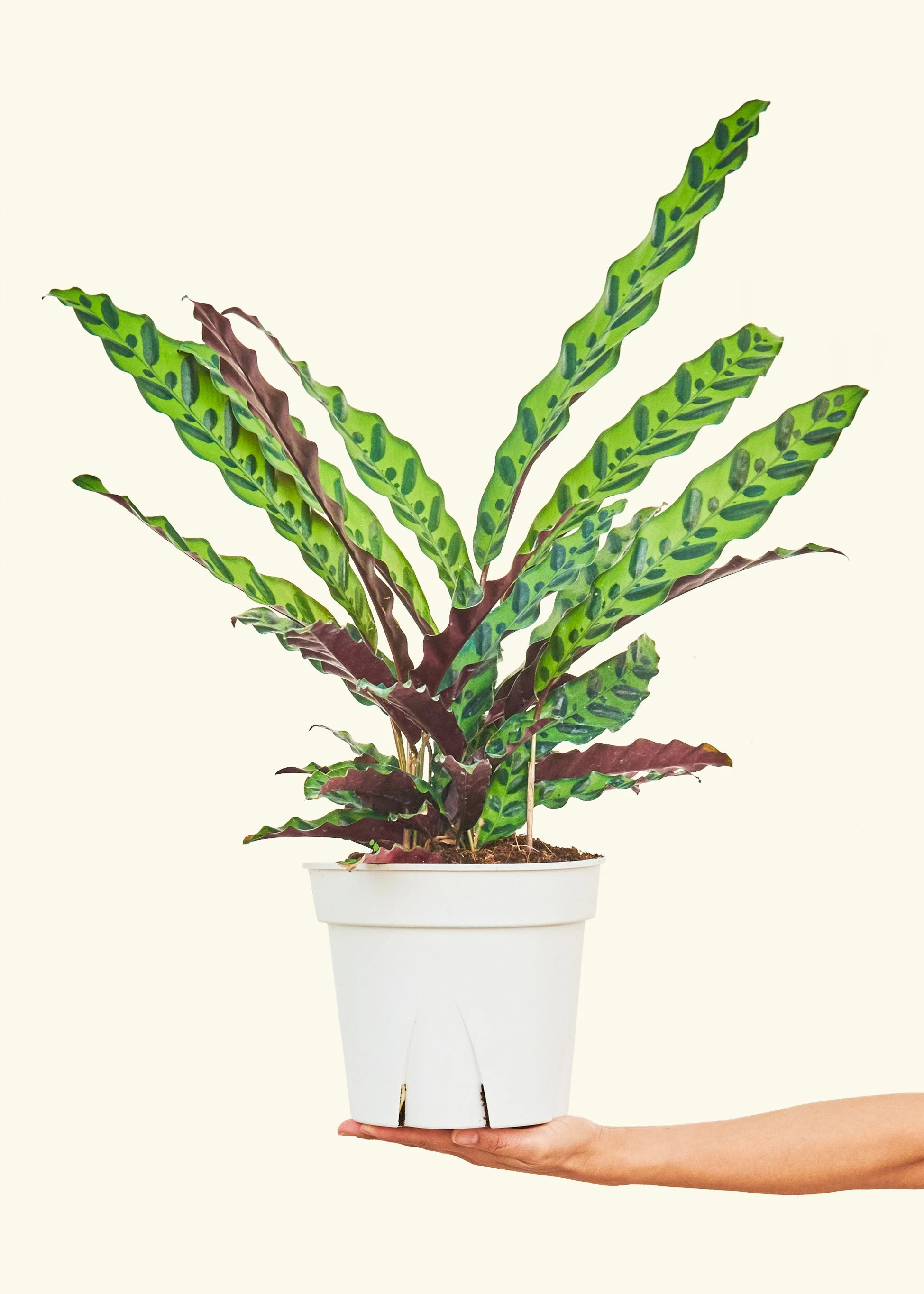Calathea 'Rattlesnake' - Image 17