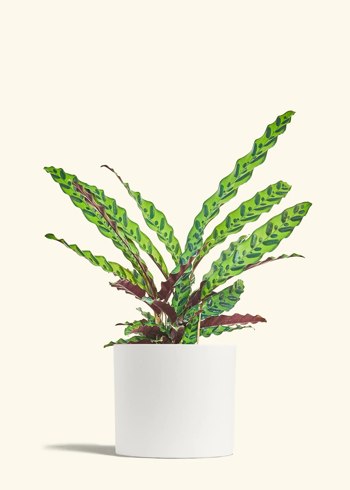 Calathea 'Rattlesnake' - Image 18