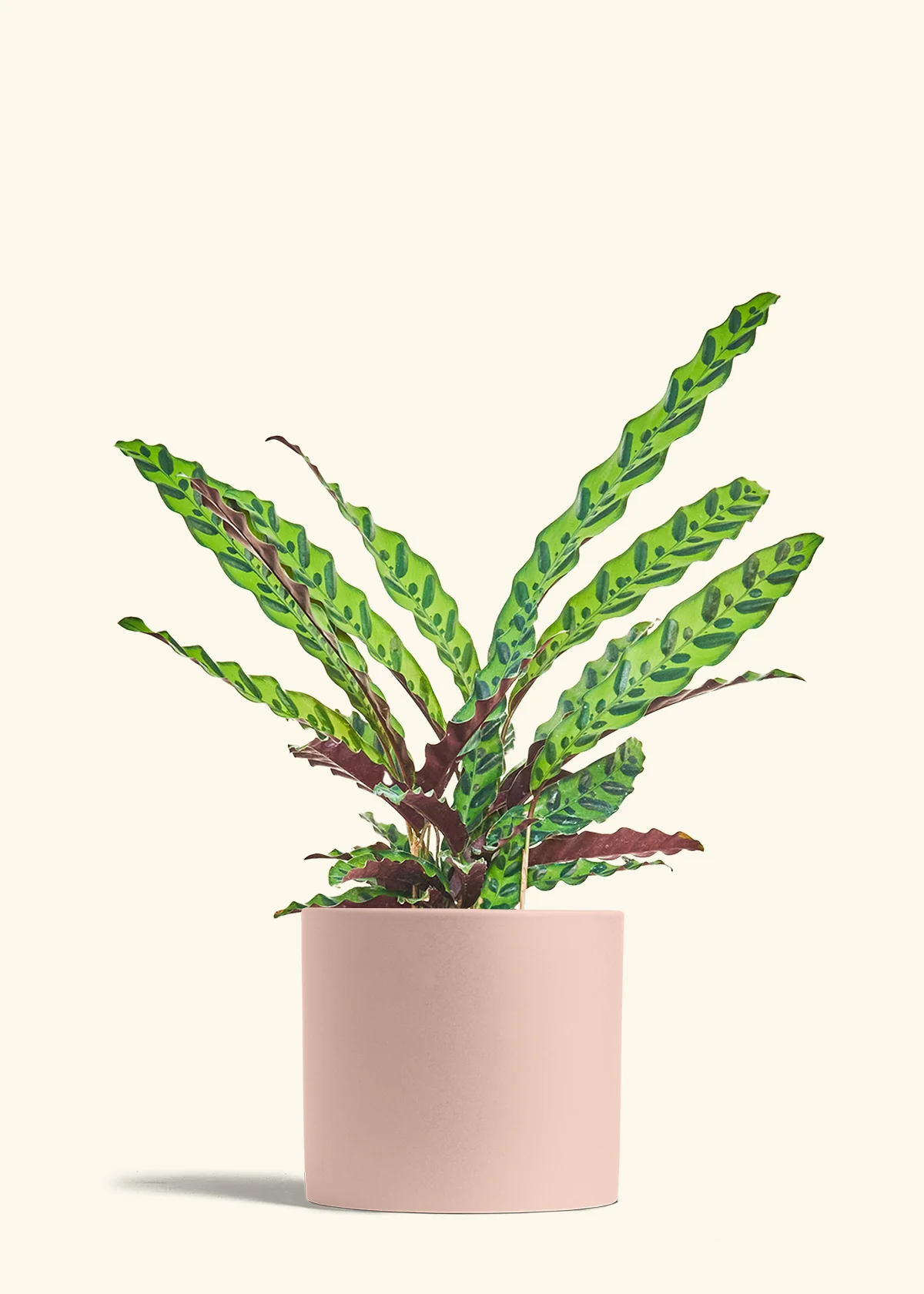 Calathea 'Rattlesnake' - Image 19