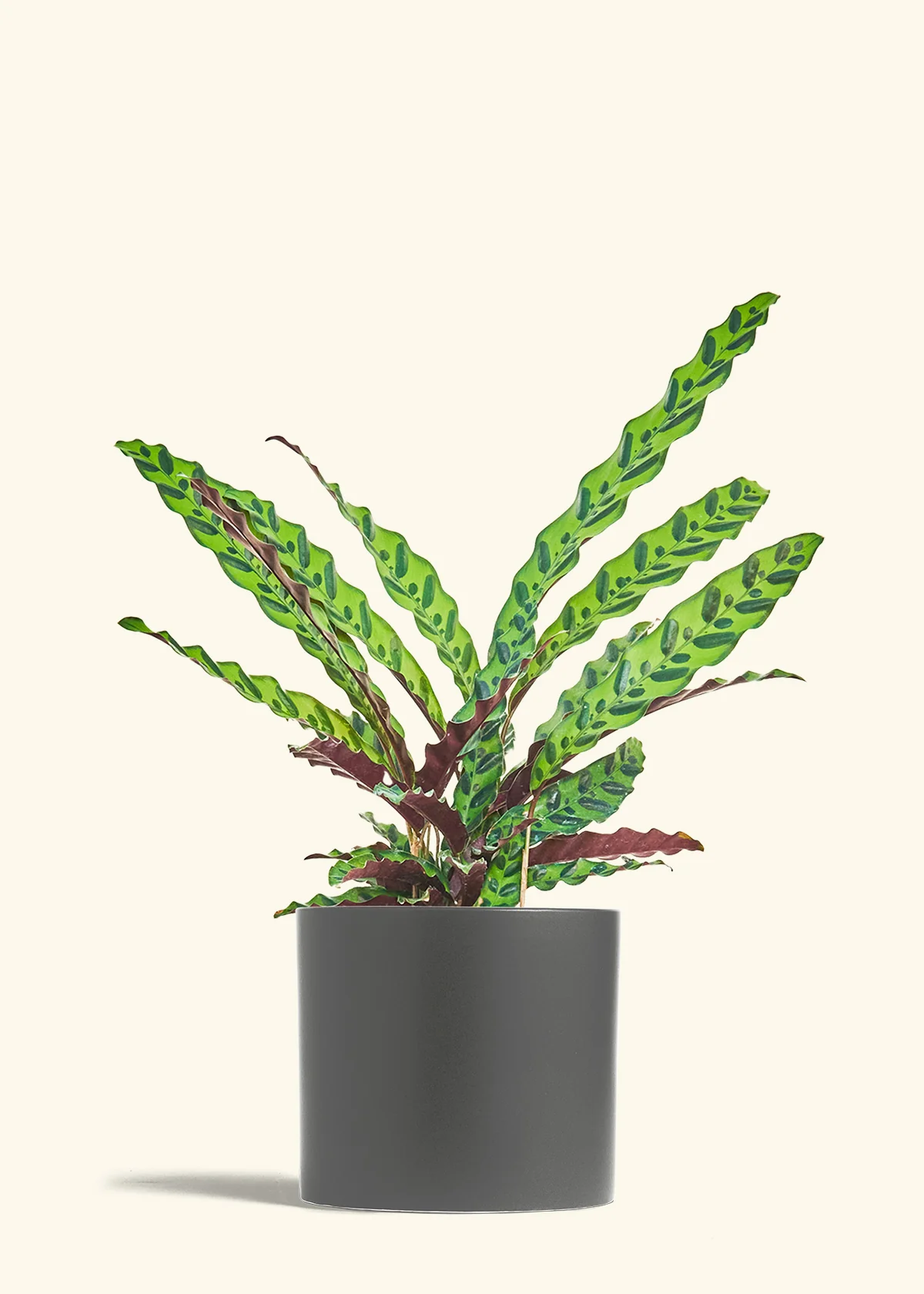 Calathea 'Rattlesnake' - Image 20