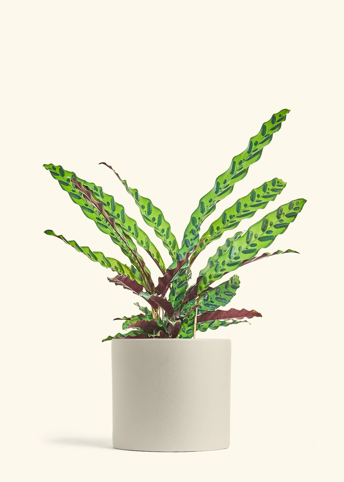 Calathea 'Rattlesnake' - Image 21
