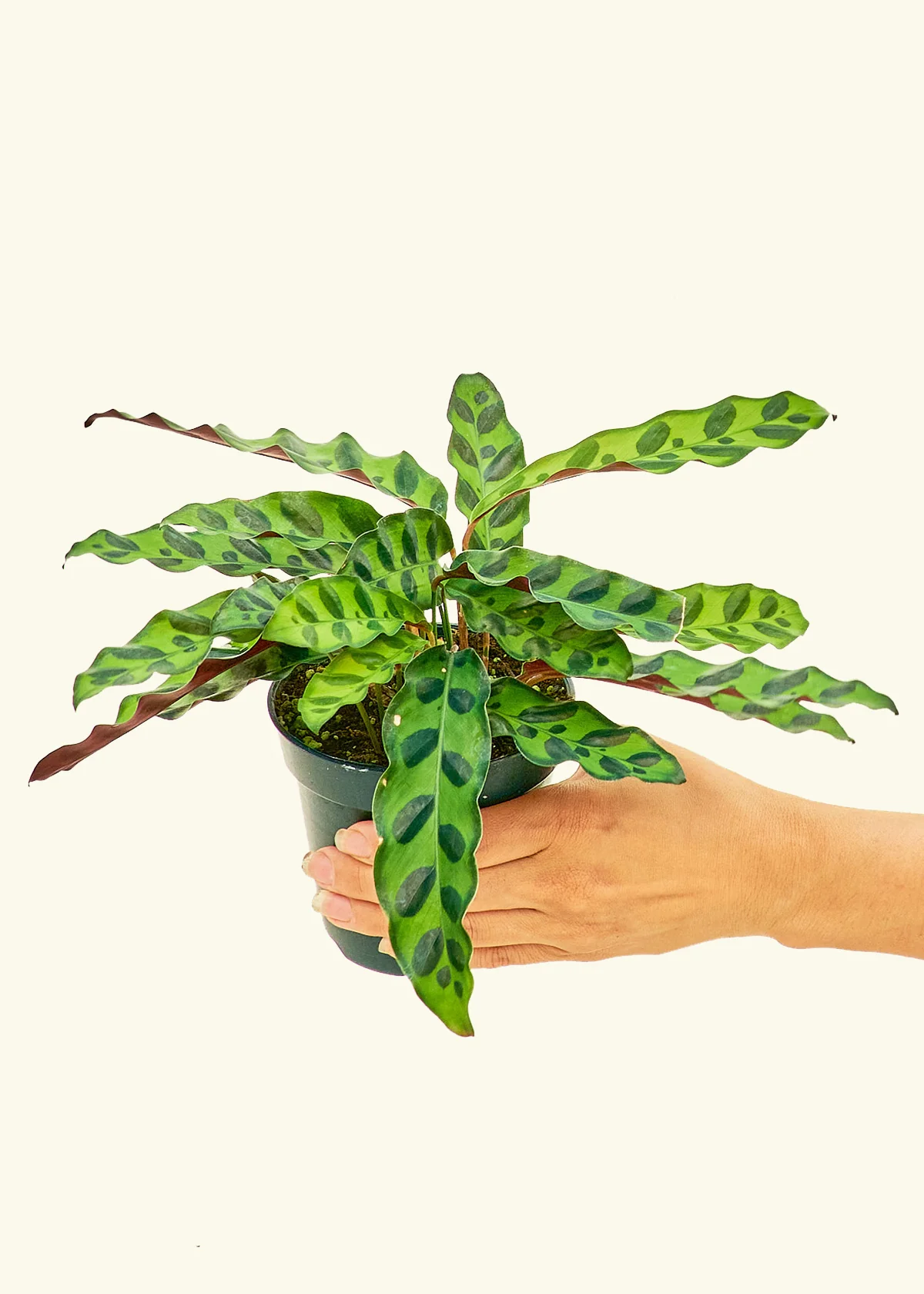 Calathea 'Rattlesnake' - Image 3