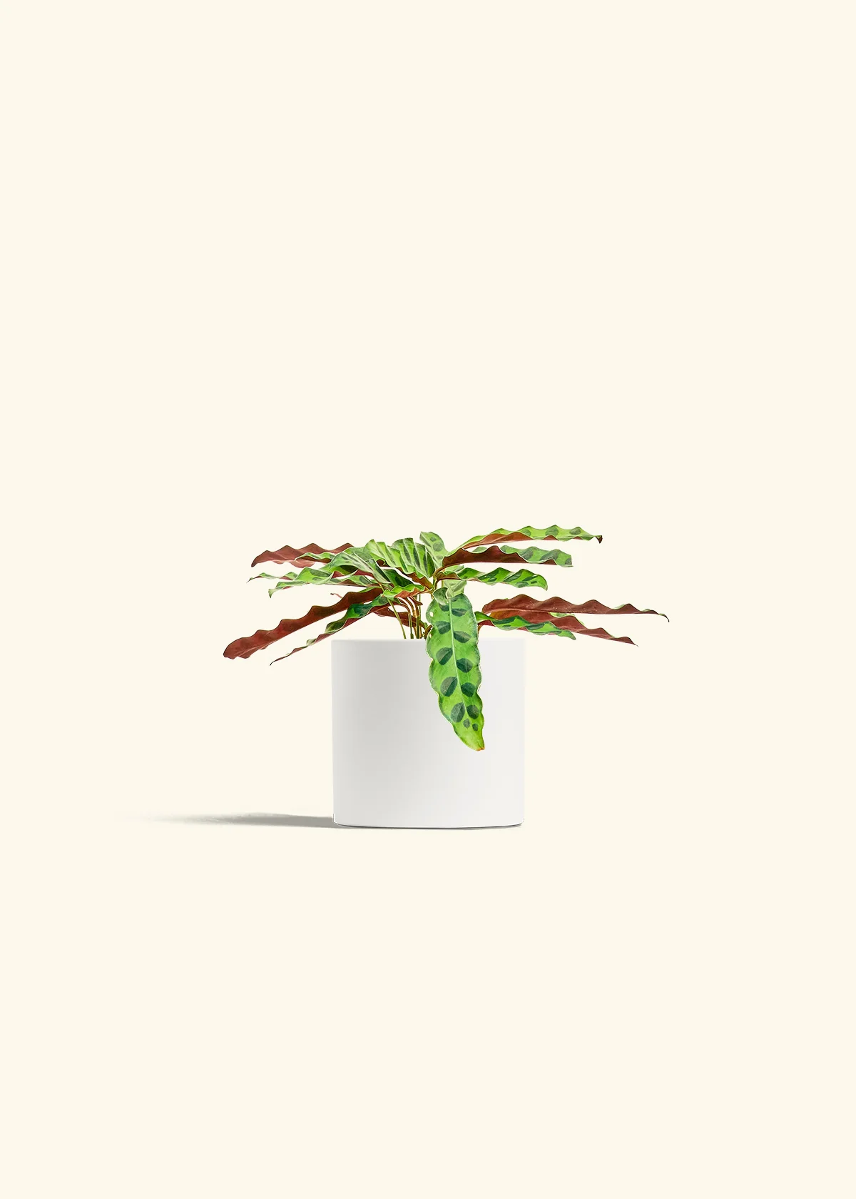 Calathea 'Rattlesnake' - Image 4