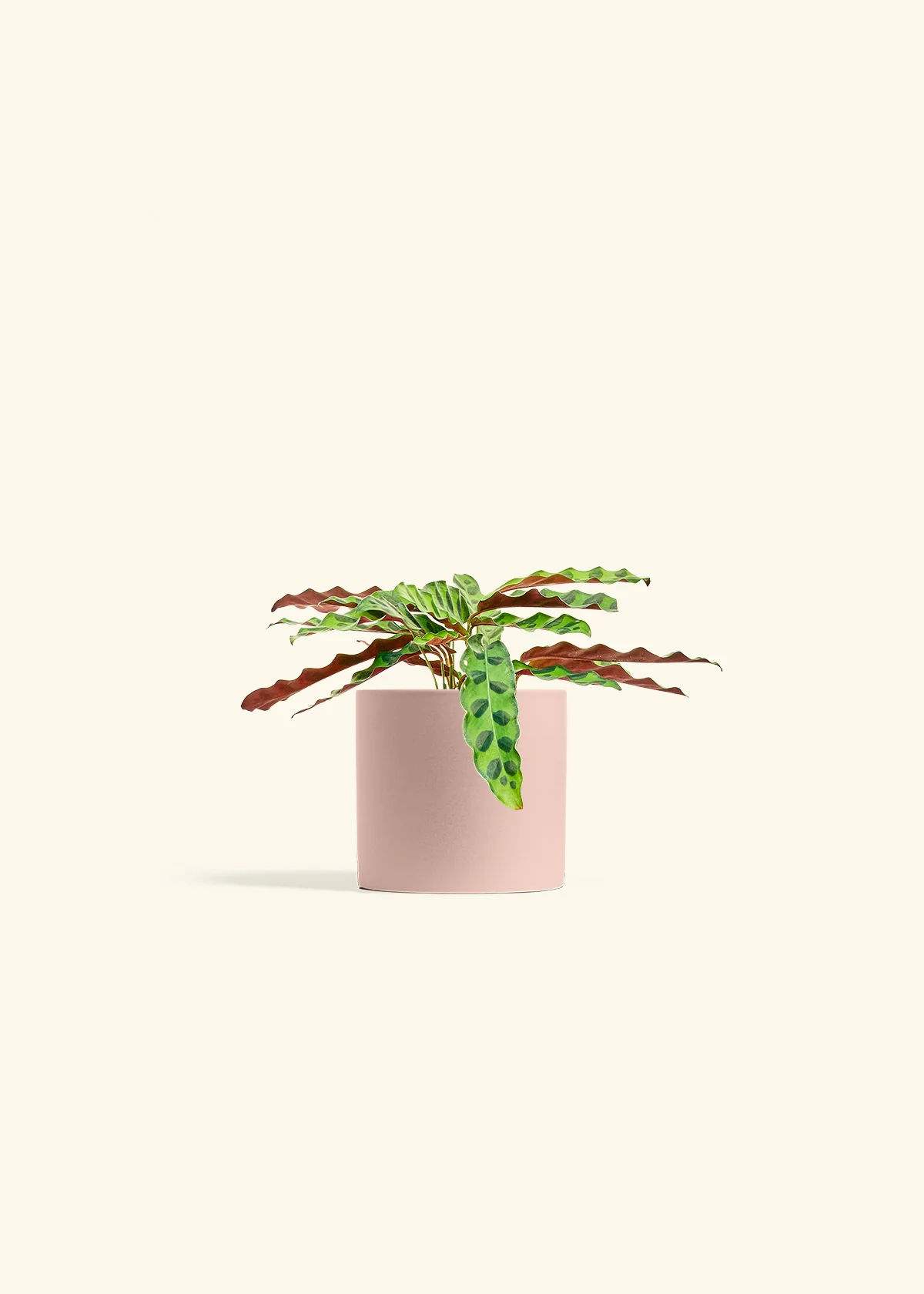 Calathea 'Rattlesnake' - Image 5