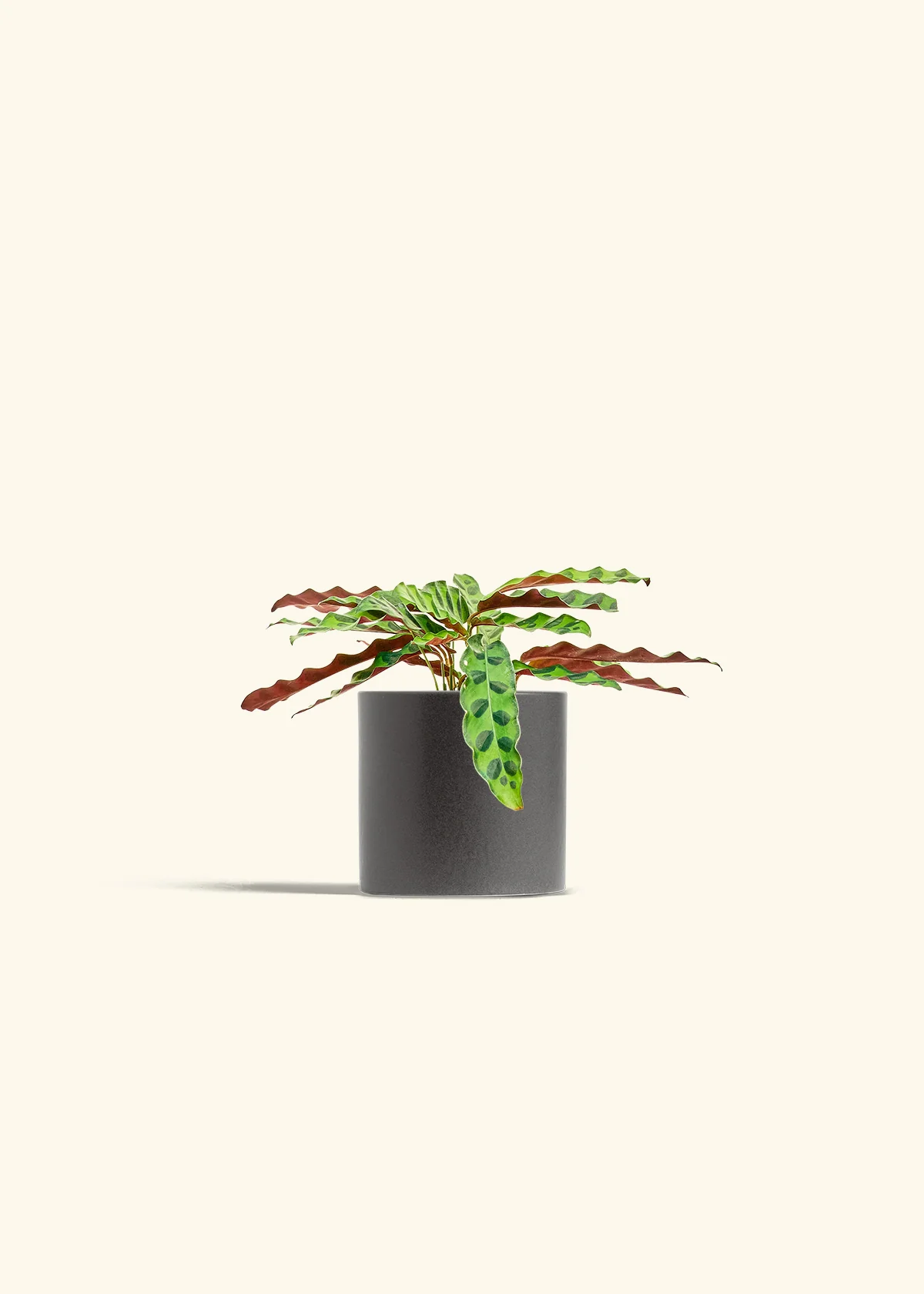 Calathea 'Rattlesnake' - Image 6