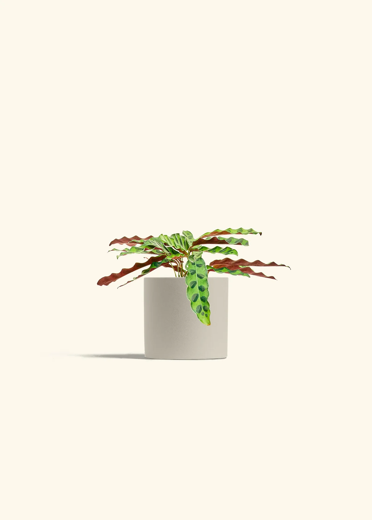Calathea 'Rattlesnake' - Image 7