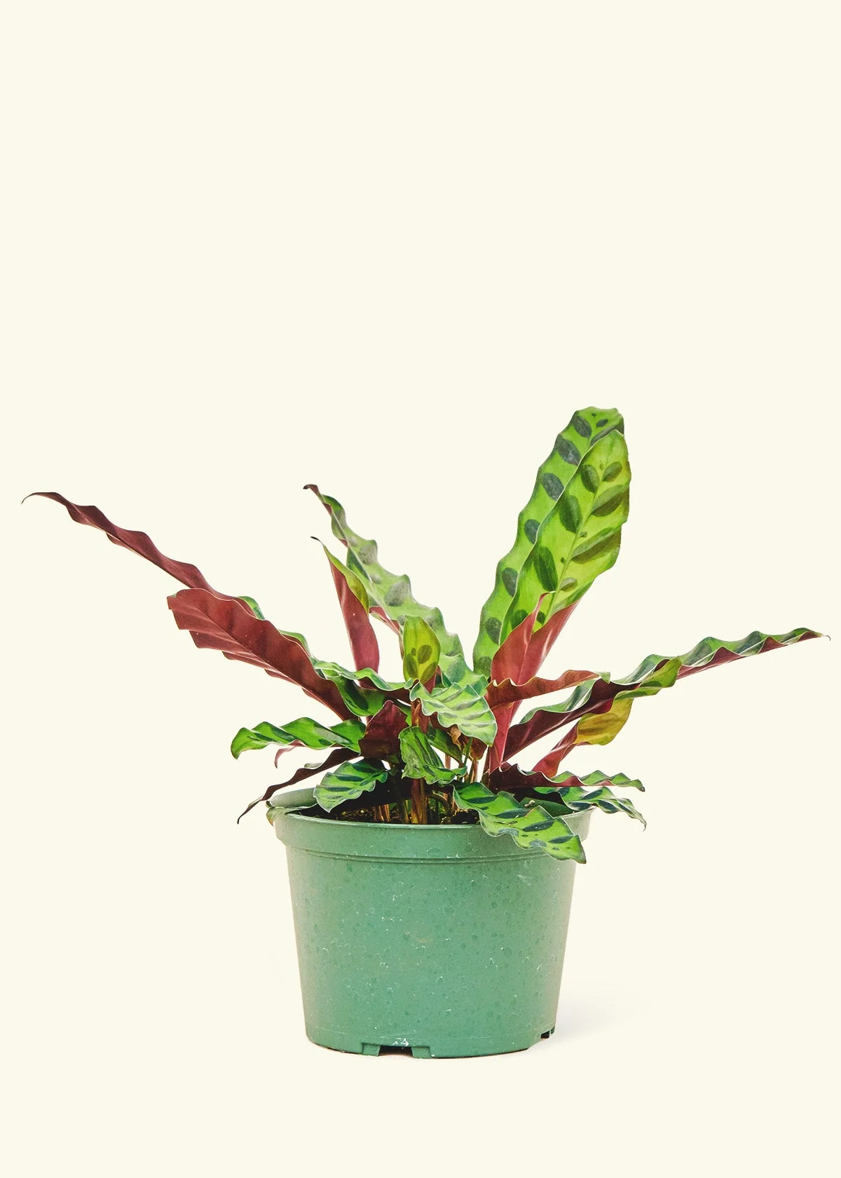 Calathea 'Rattlesnake' - Image 8