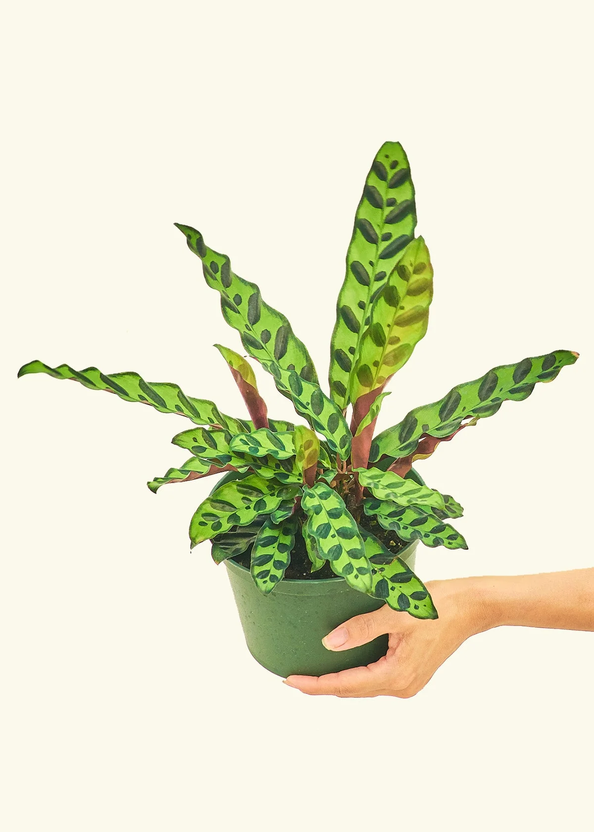 Calathea 'Rattlesnake' - Image 9