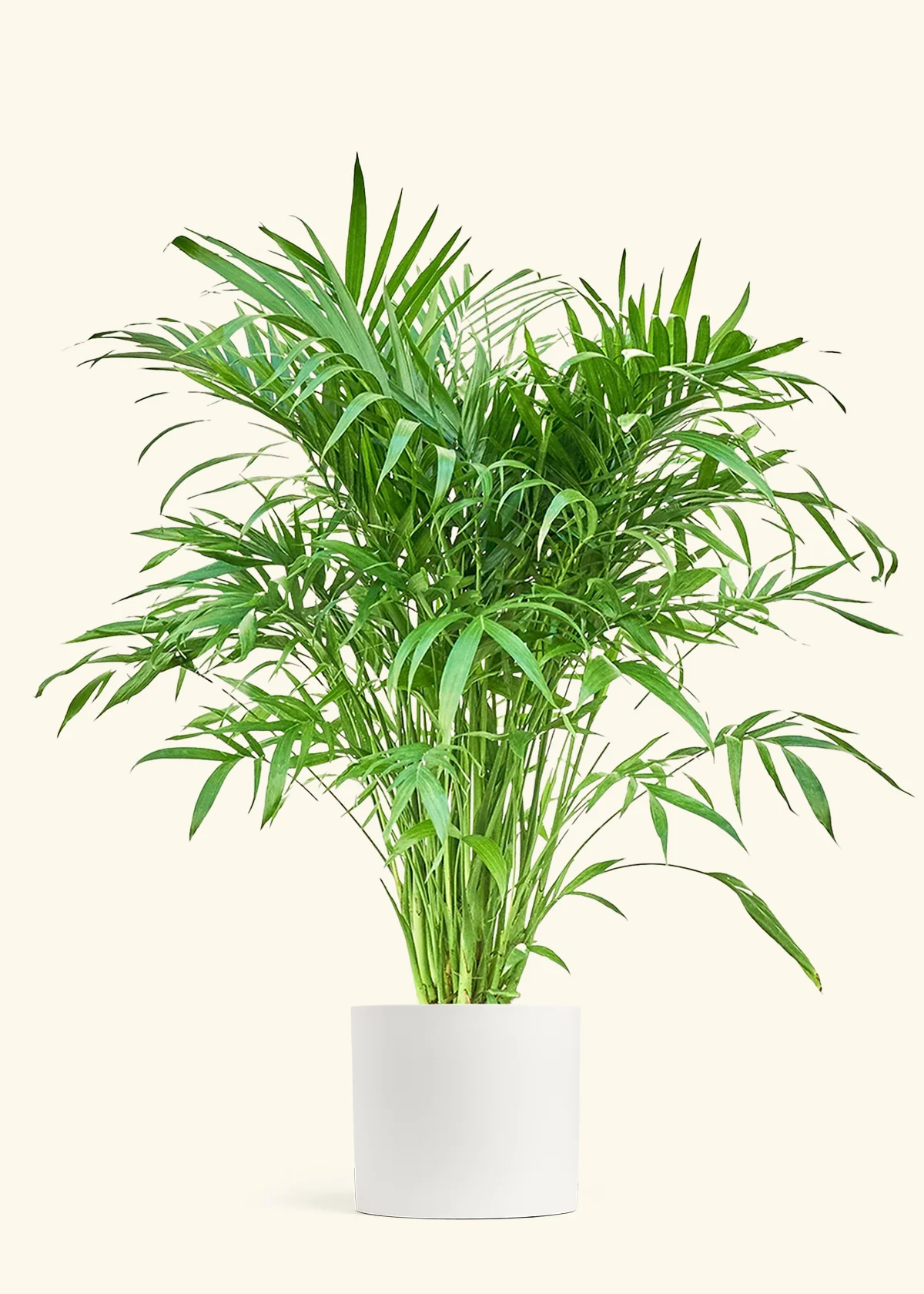 Cat Palm - Image 3