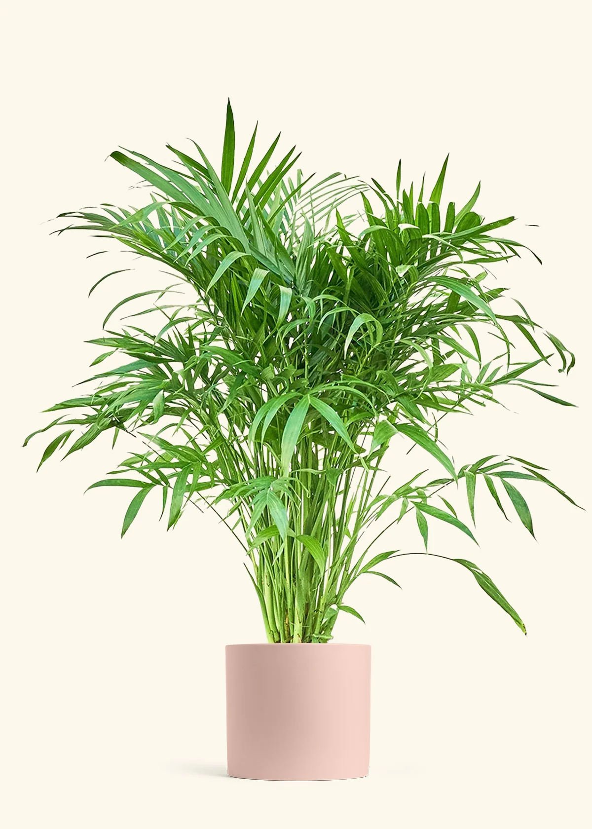 Cat Palm - Image 4