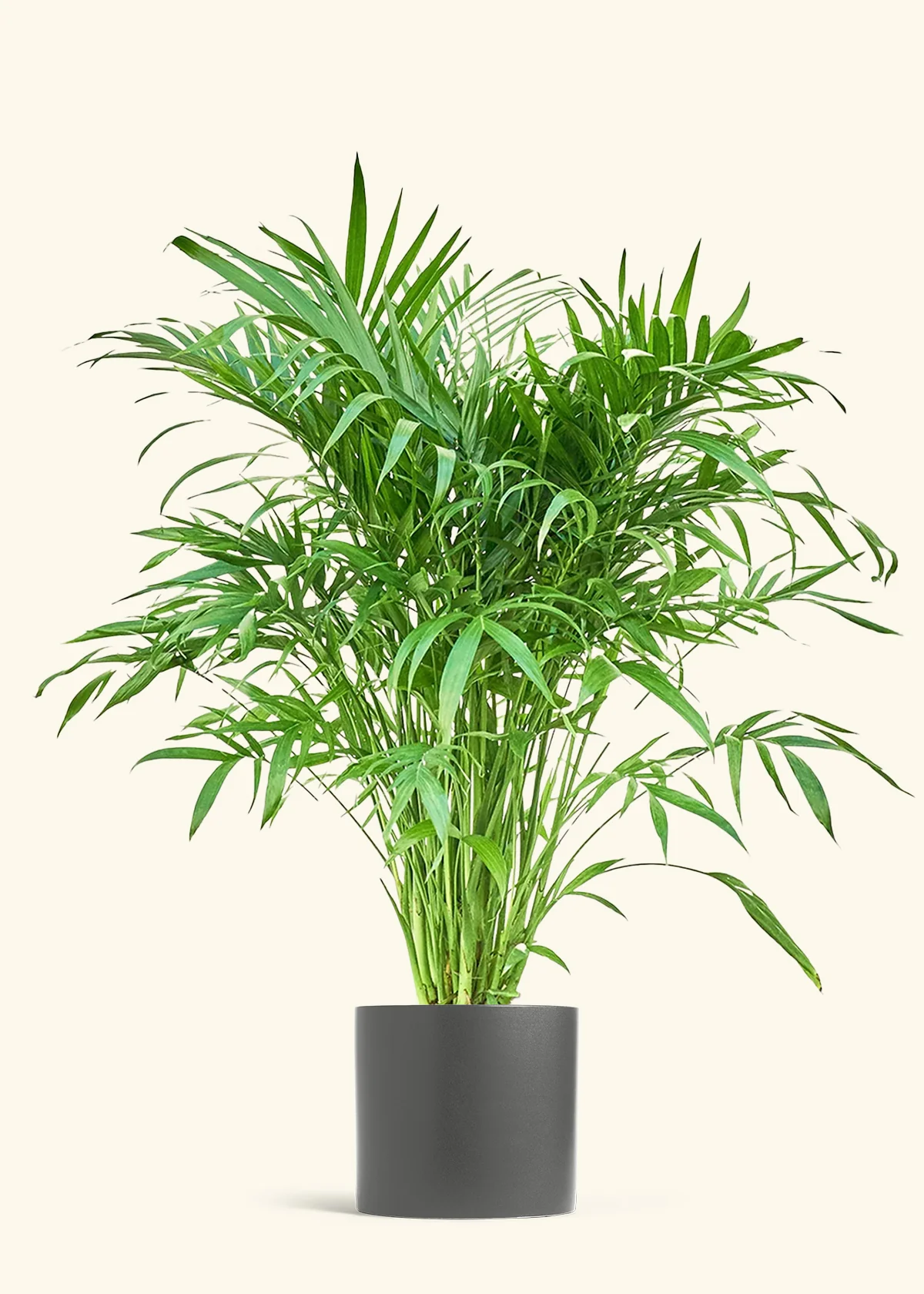 Cat Palm - Image 5