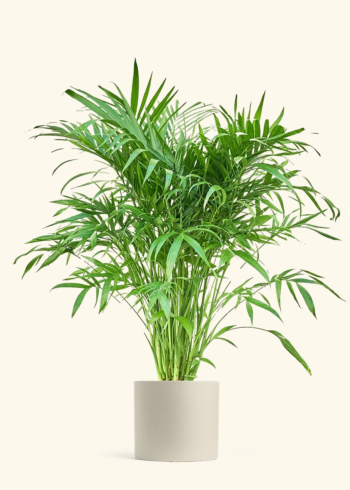 Cat Palm - Image 6