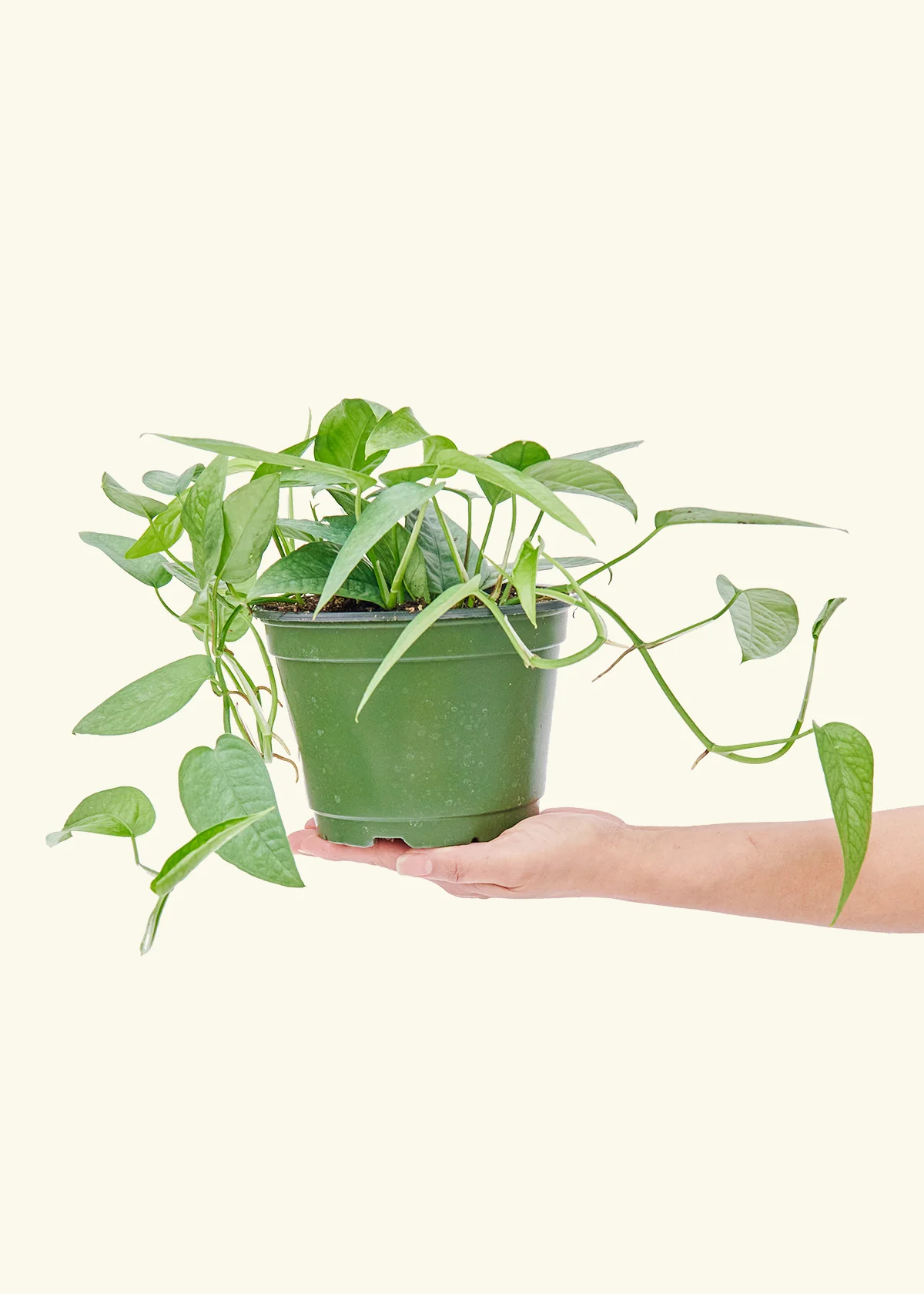 Cebu Blue Pothos - Image 10