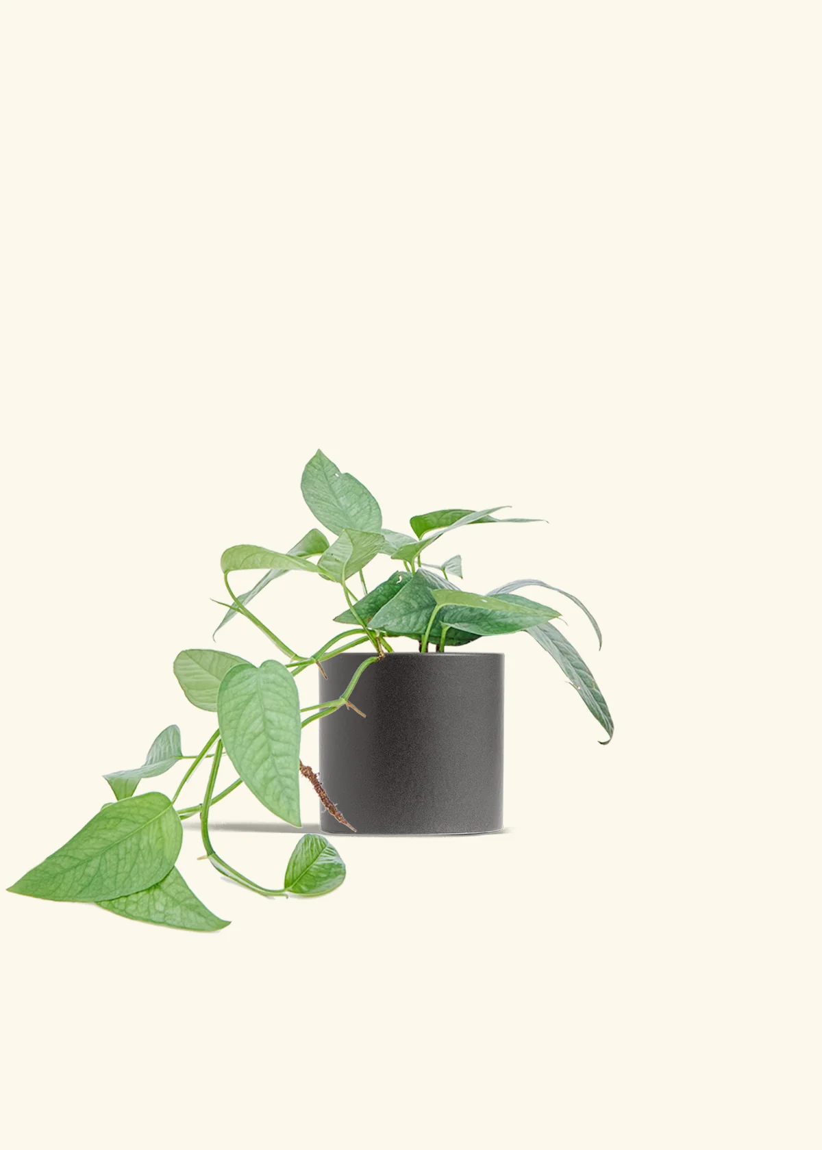 Cebu Blue Pothos - Image 13