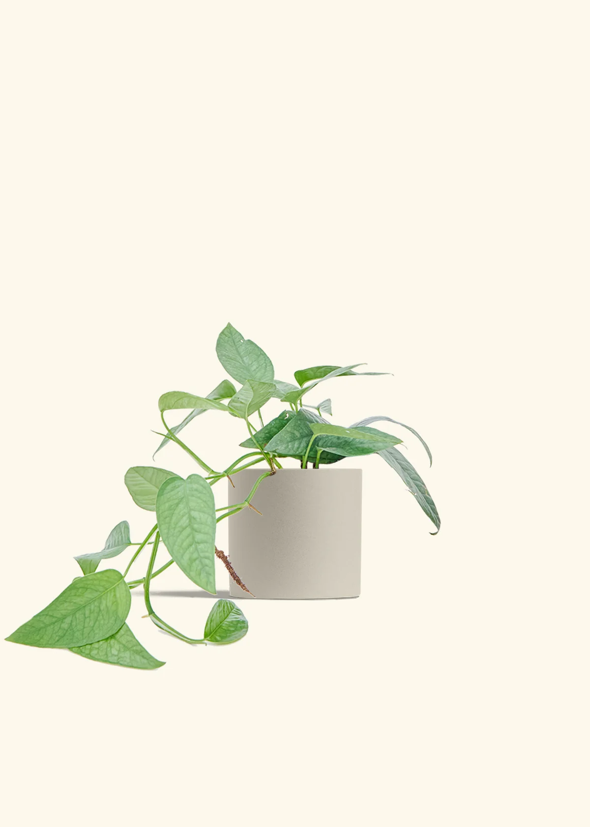 Cebu Blue Pothos - Image 14