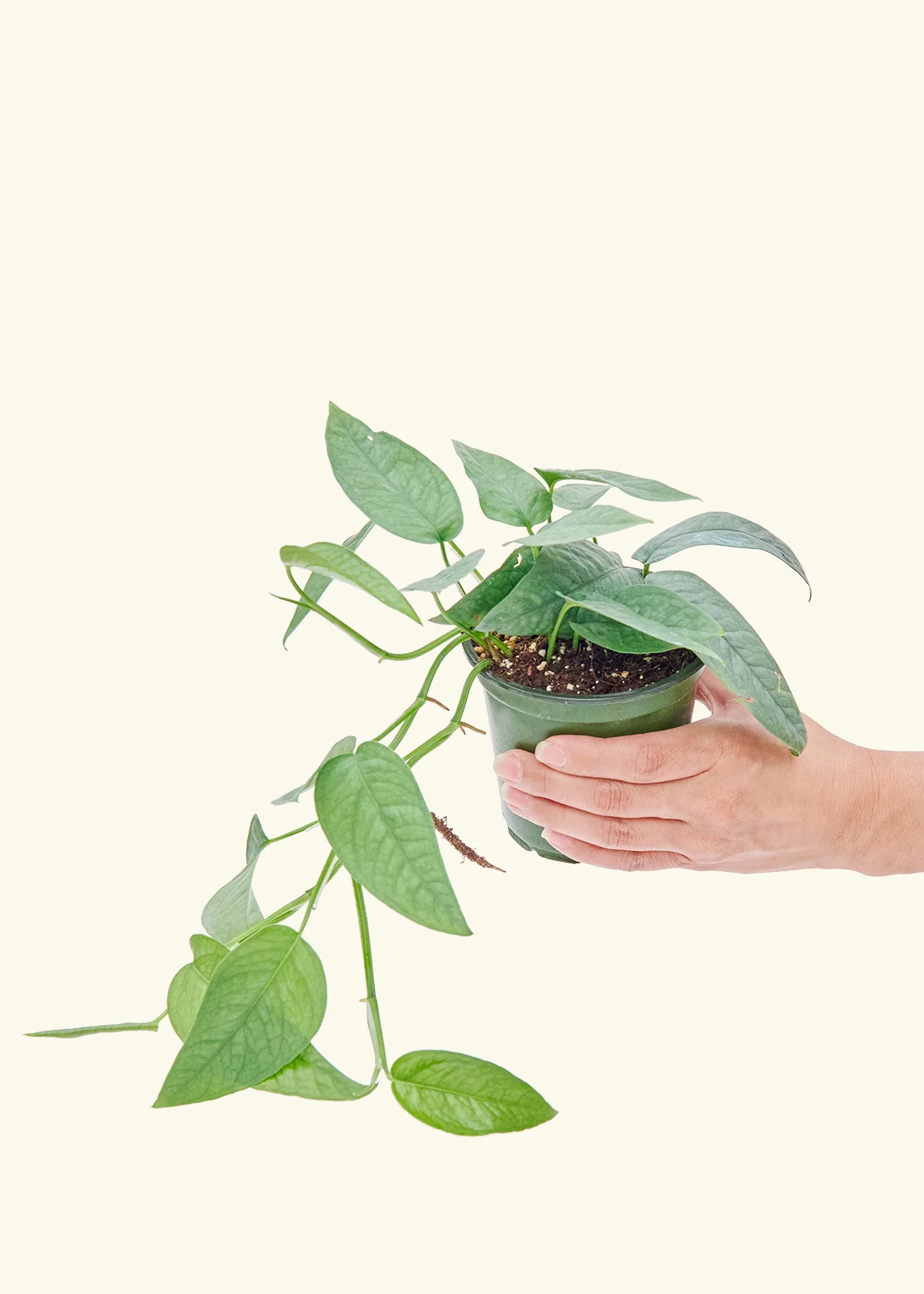 Cebu Blue Pothos - Image 3