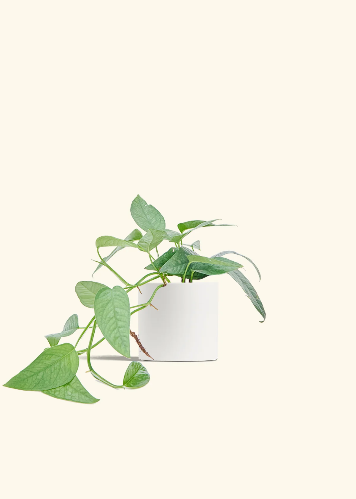 Cebu Blue Pothos - Image 4