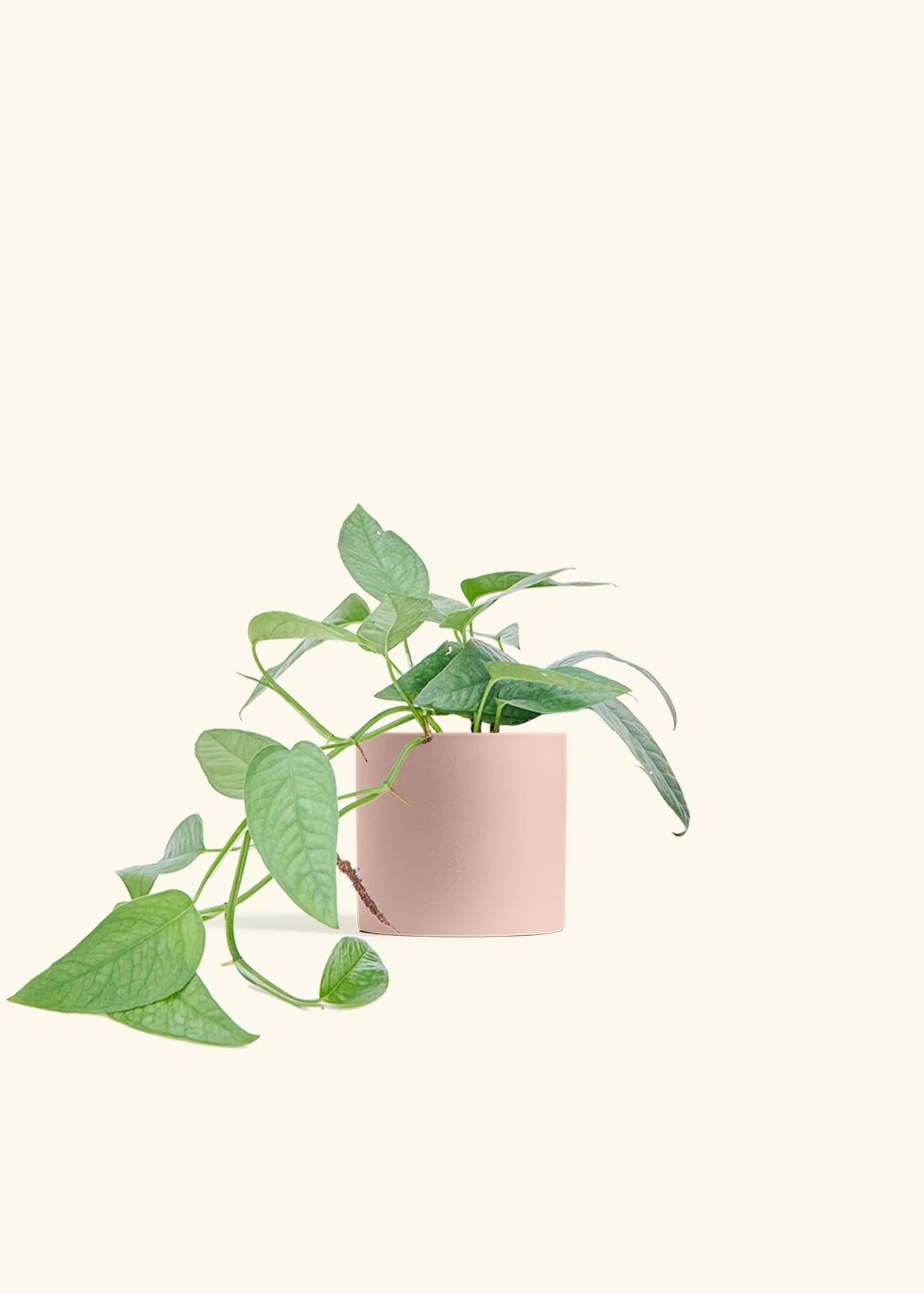Cebu Blue Pothos - Image 5