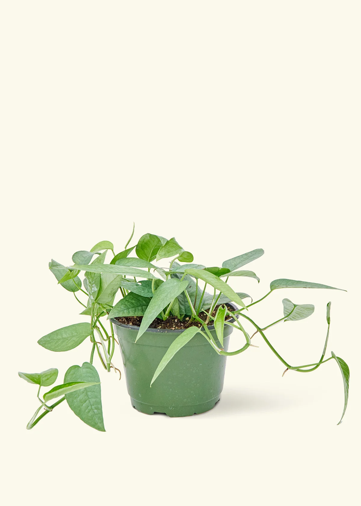 Cebu Blue Pothos - Image 8