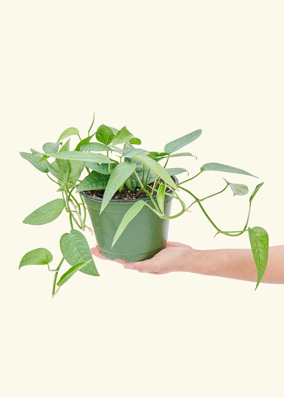 Cebu Blue Pothos - Image 9