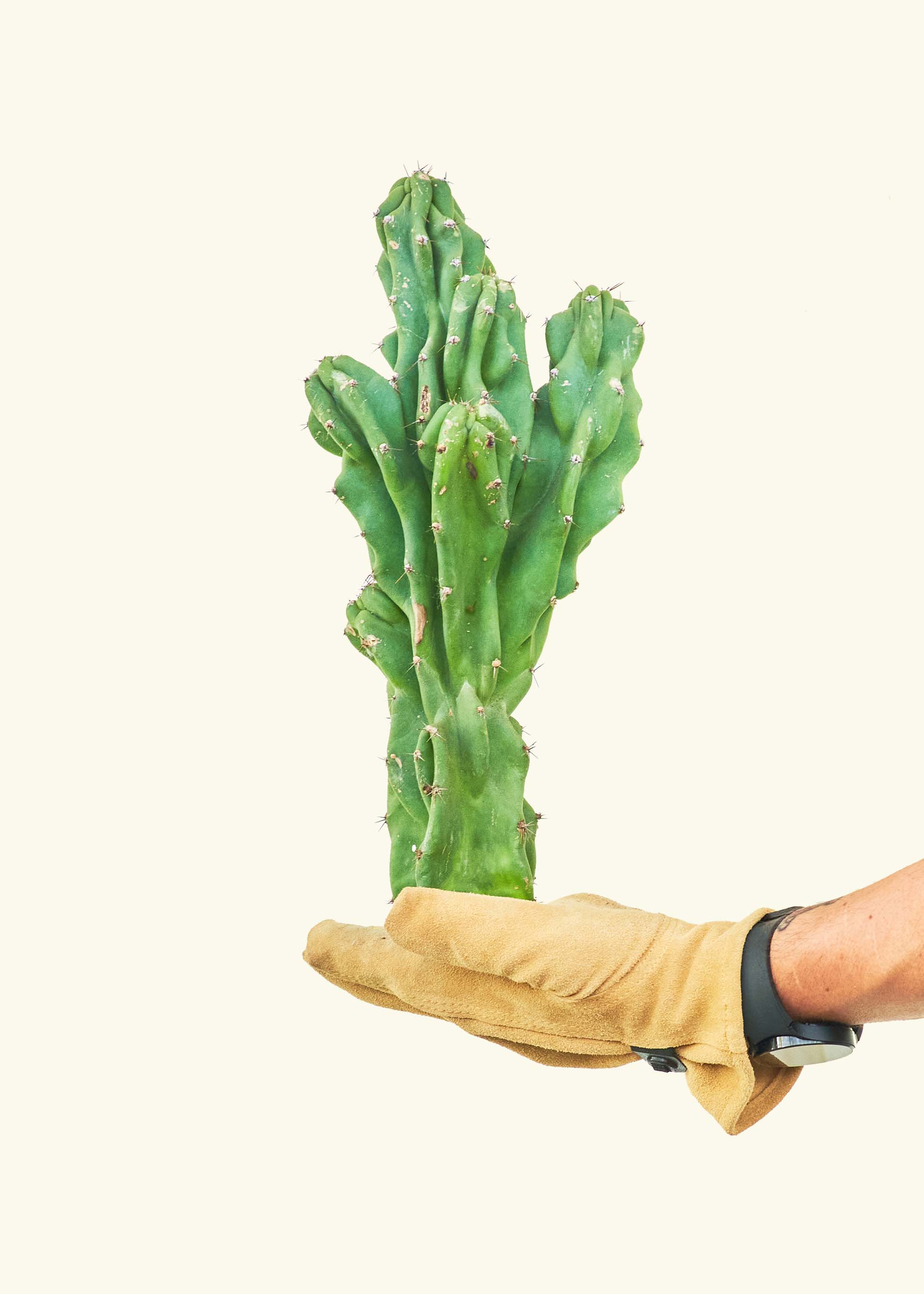Monstrose Cactus - Image 4