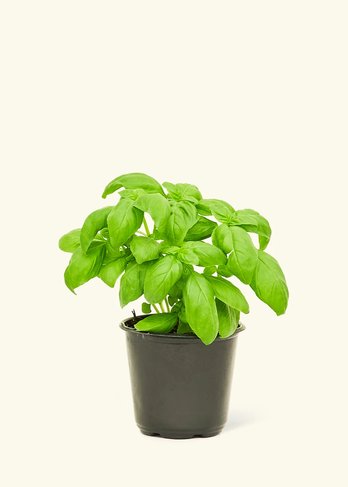 Chef's Choice Herb Kit - Image 2