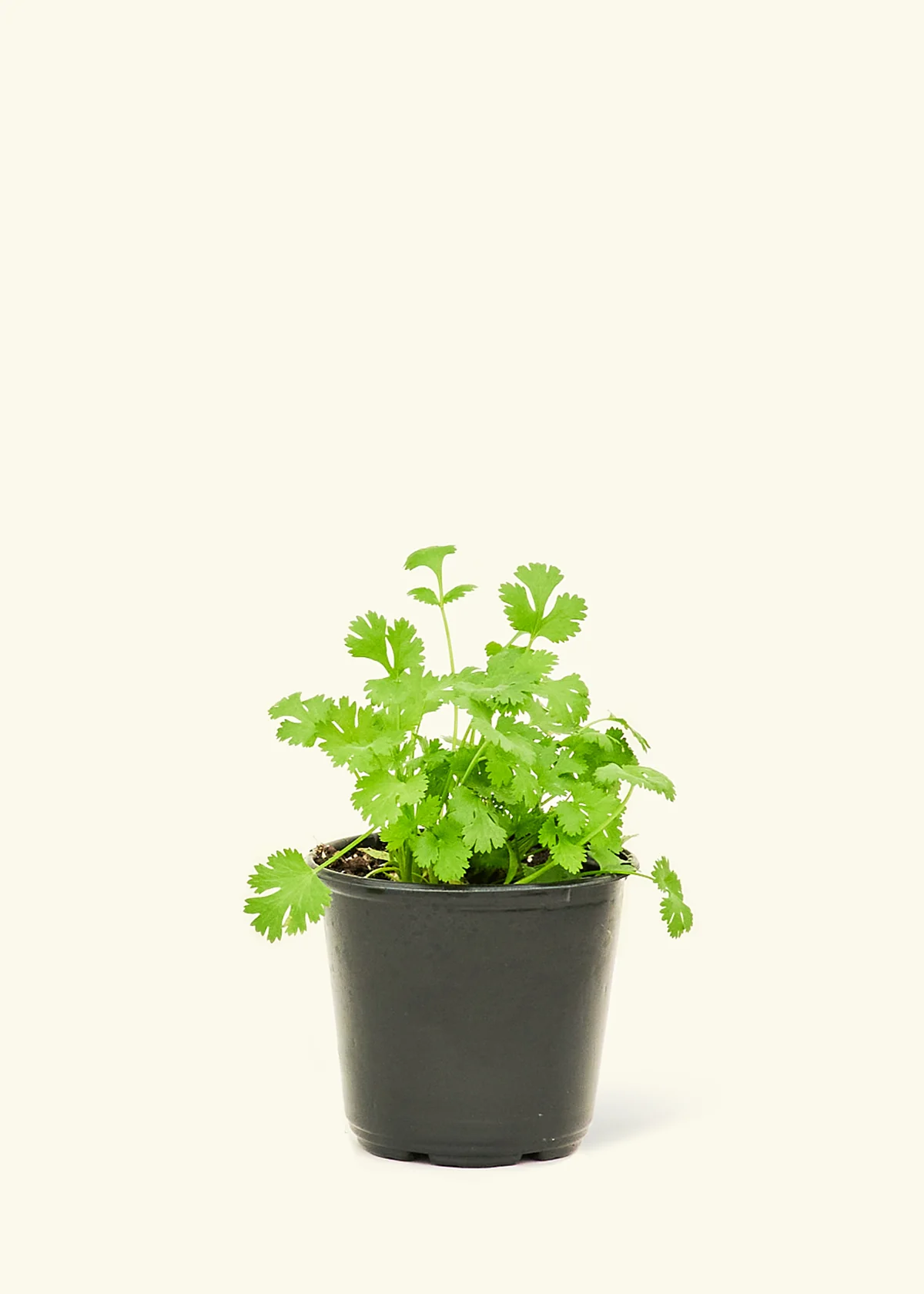 Chef's Choice Herb Kit - Image 3