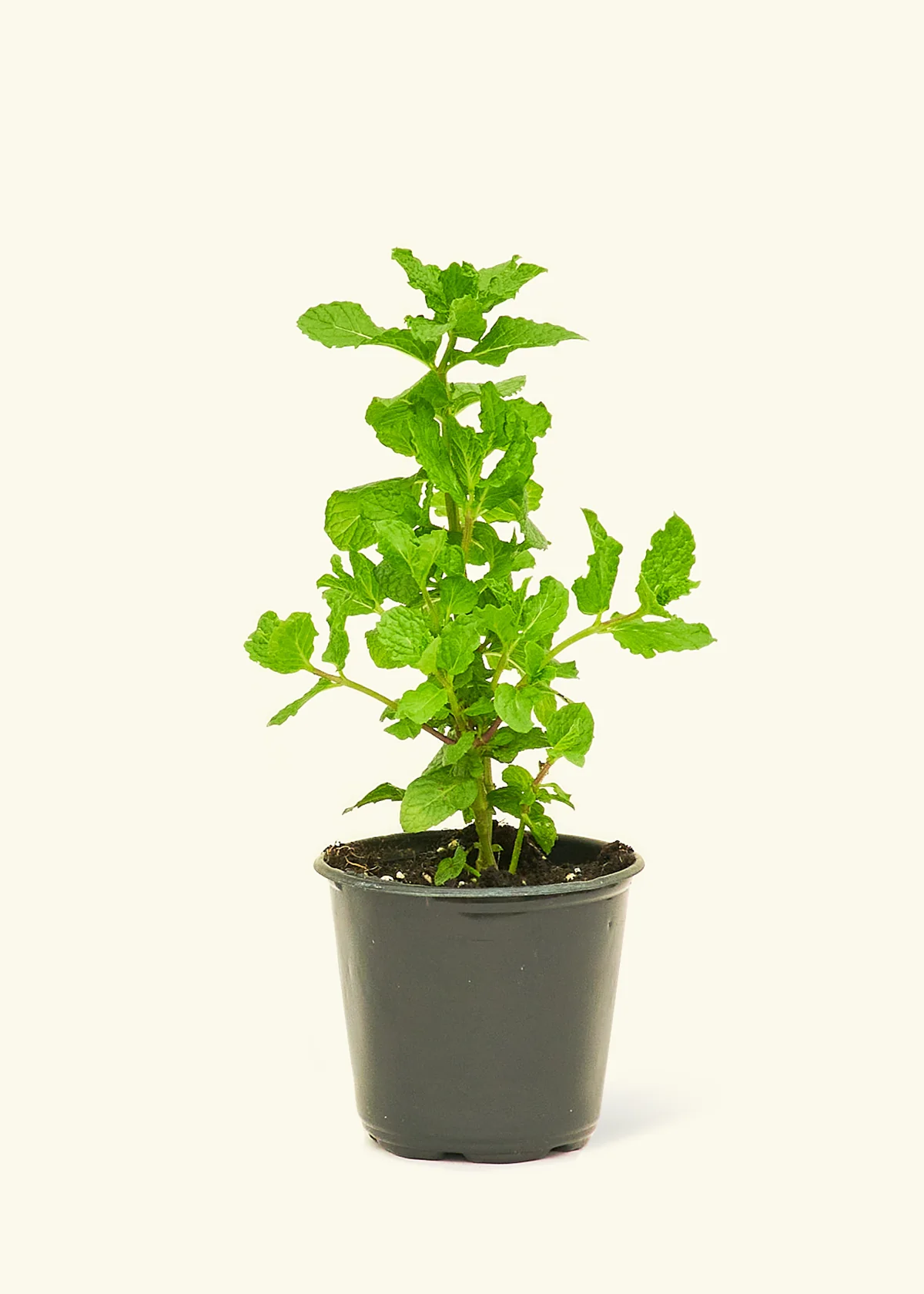 Chef's Choice Herb Kit - Image 4