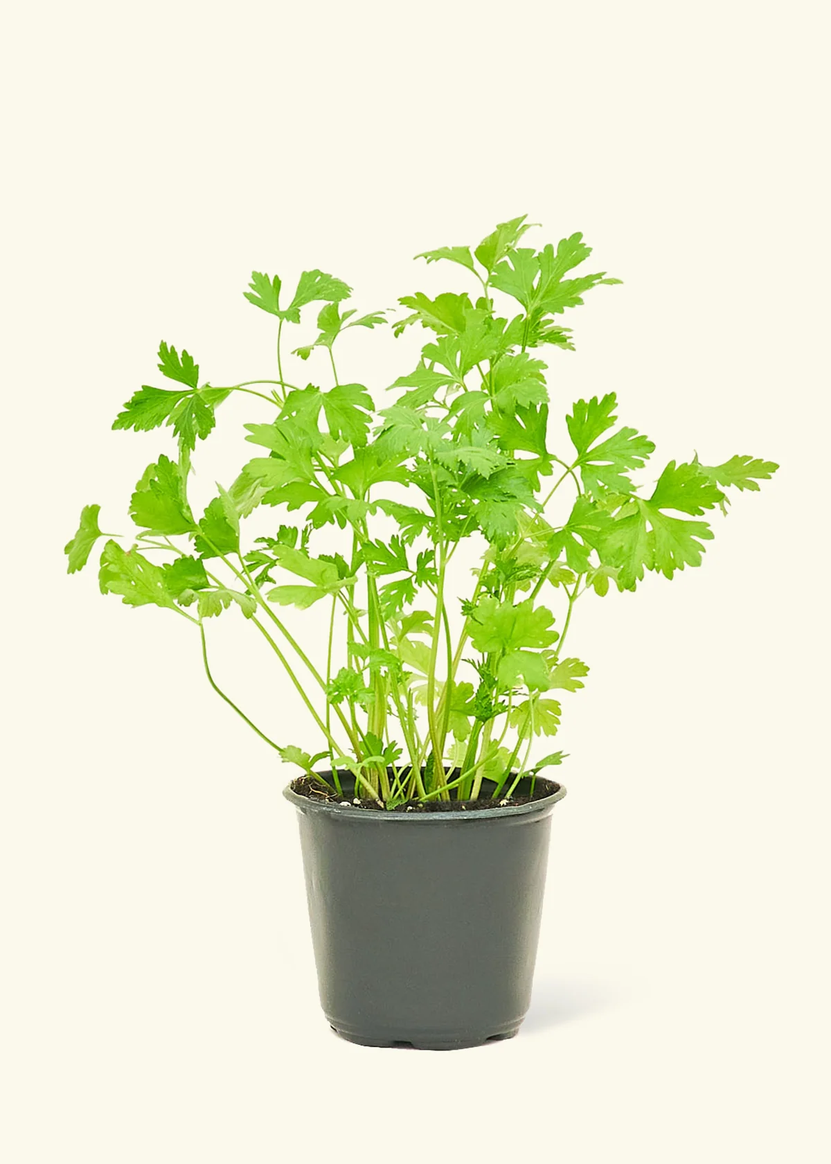 Chef's Choice Herb Kit - Image 5