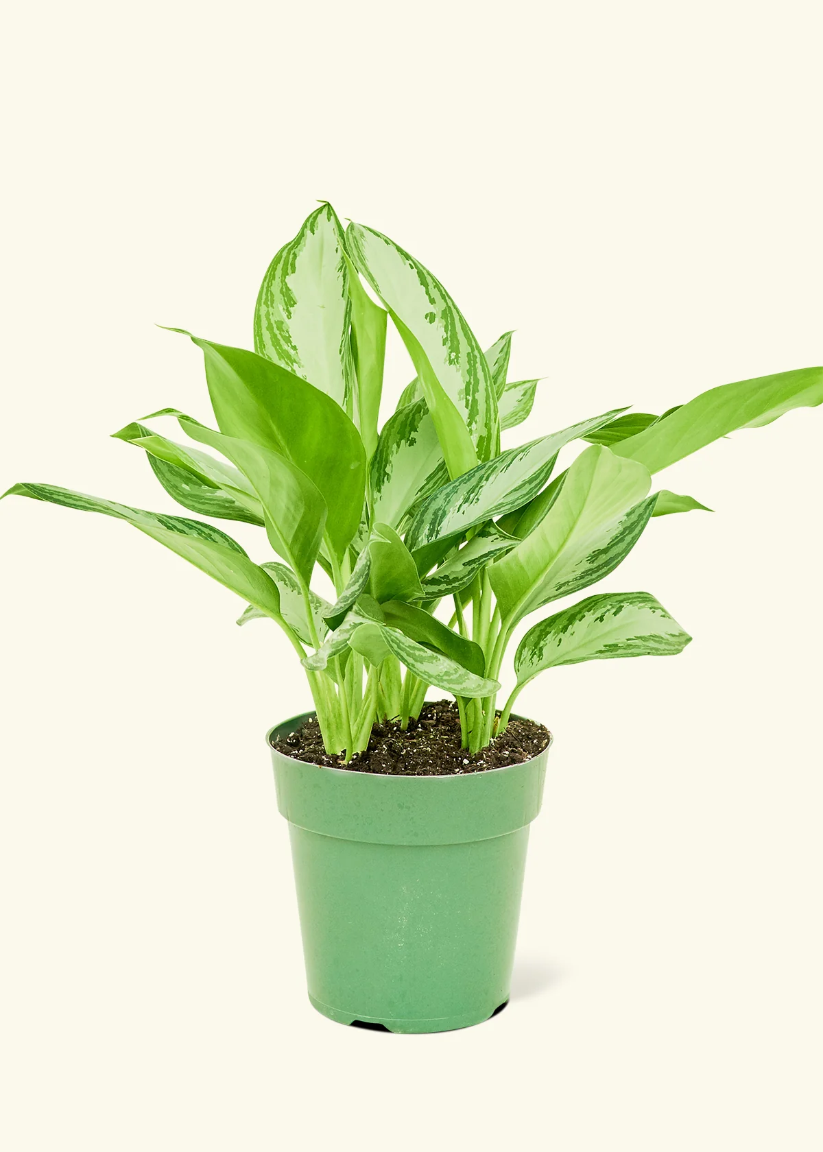 Chinese Evergreen - Image 2