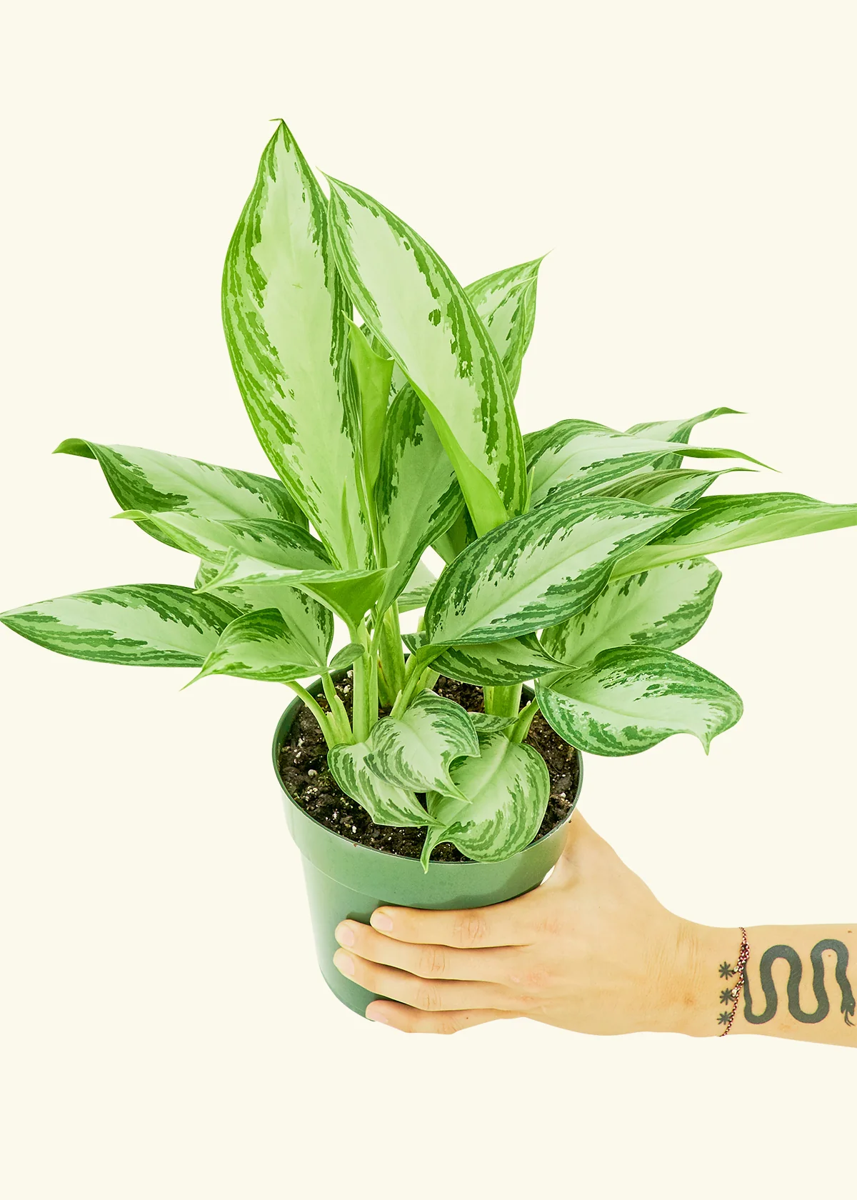 Chinese Evergreen - Image 3