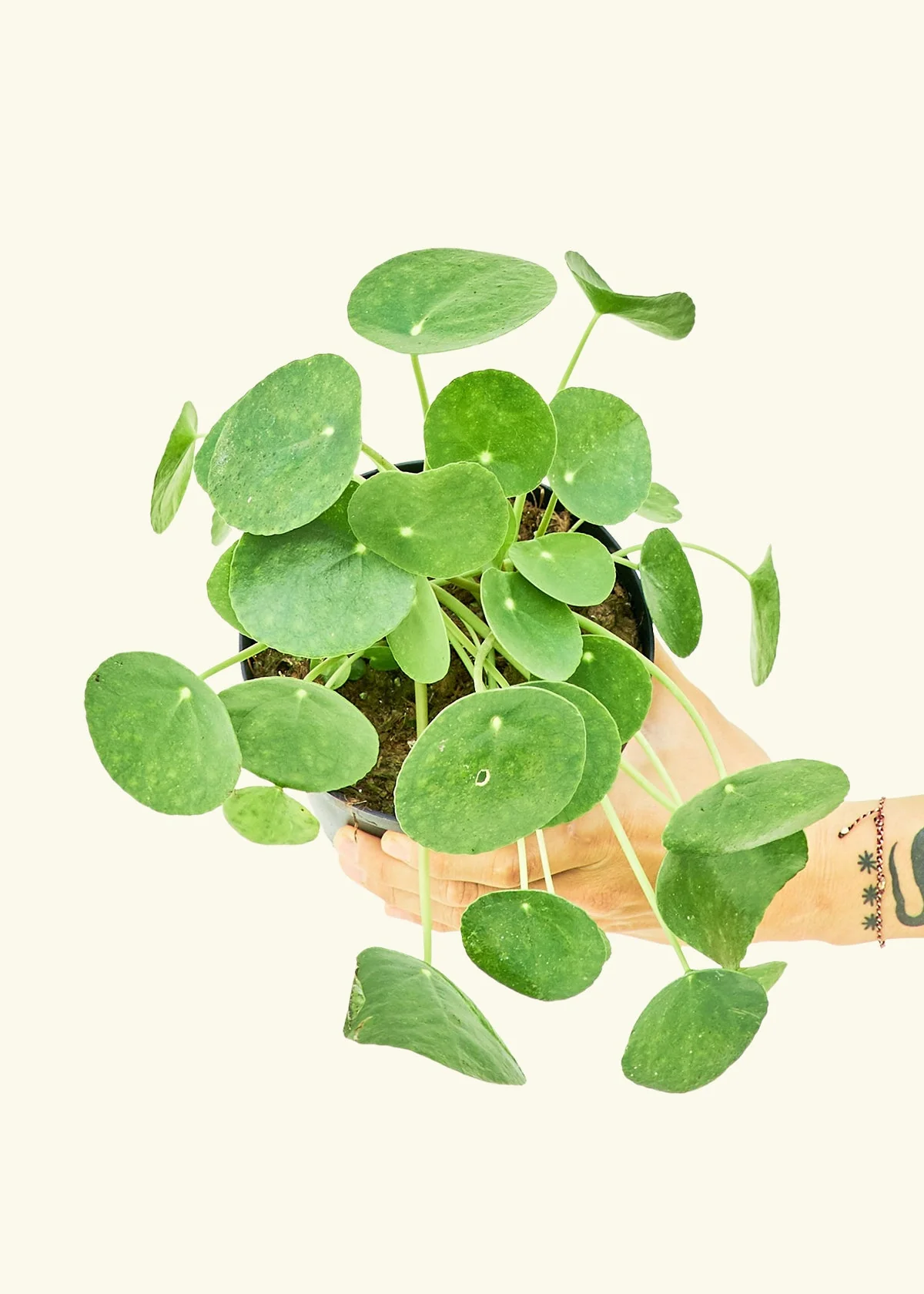Chinese Money Plant - Image 10