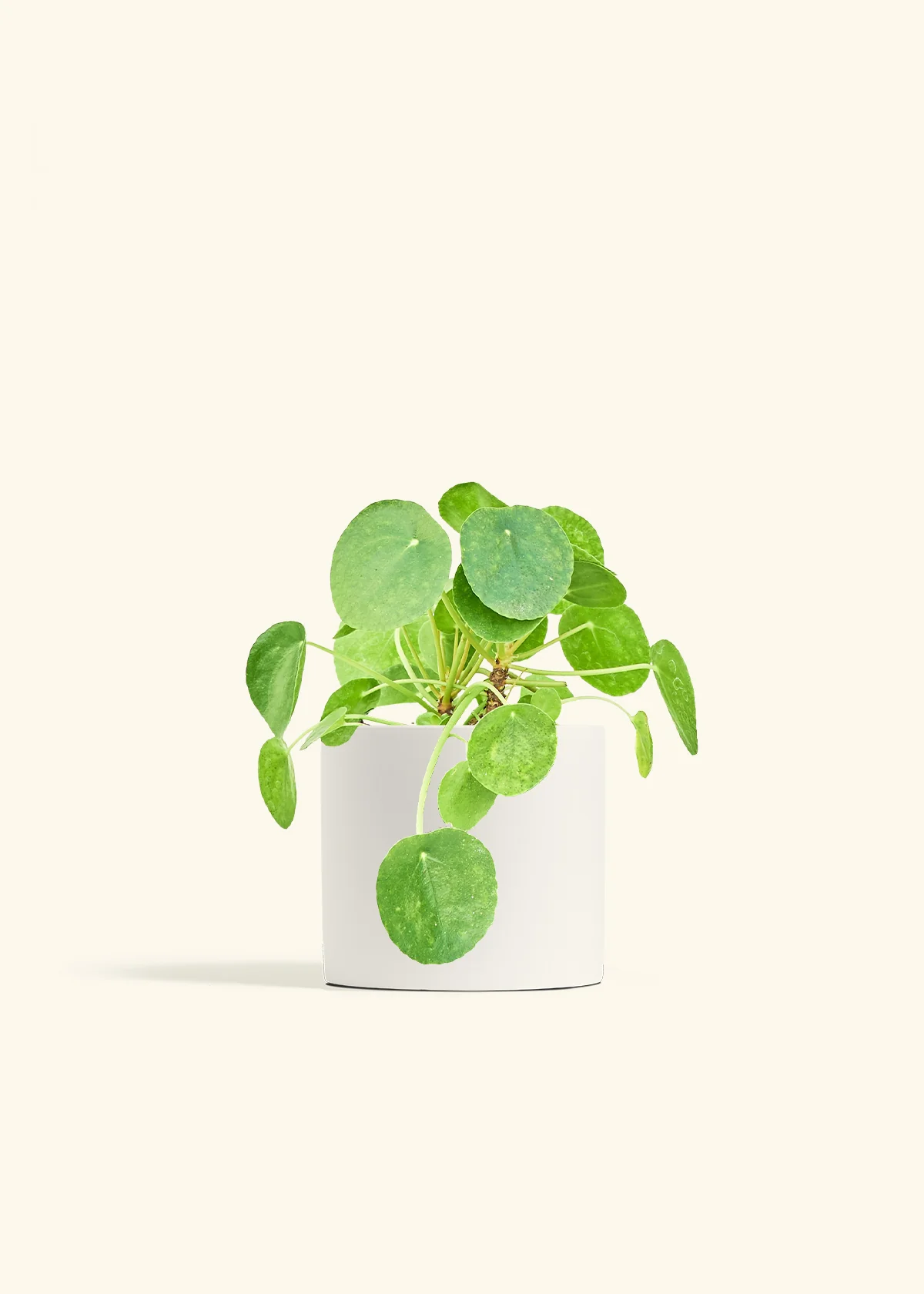 Chinese Money Plant - Image 11
