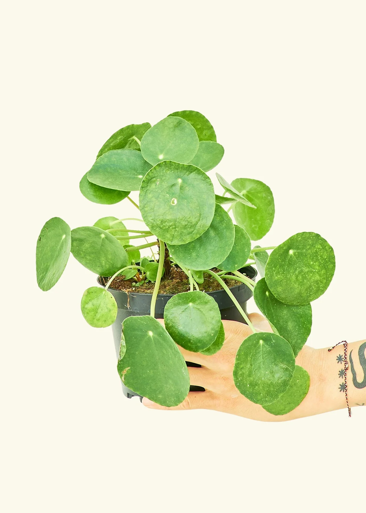 Chinese Money Plant - Image 12