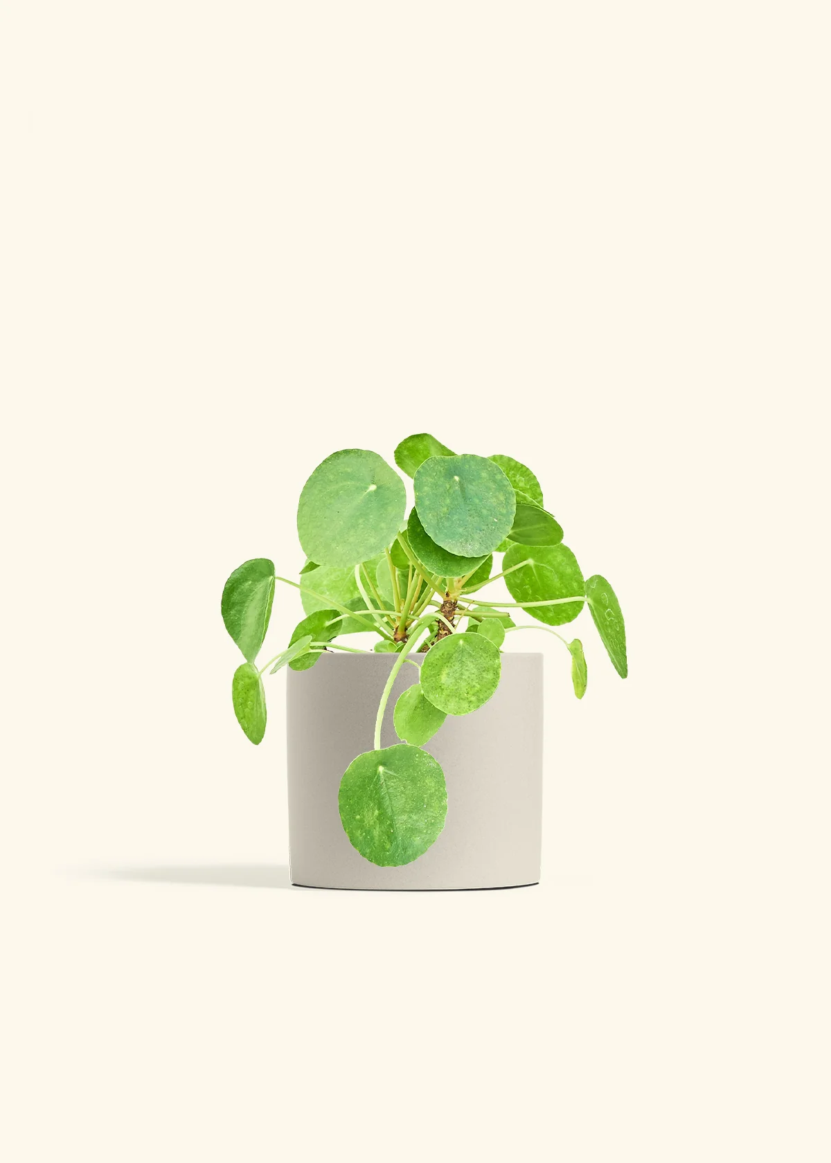 Chinese Money Plant - Image 13