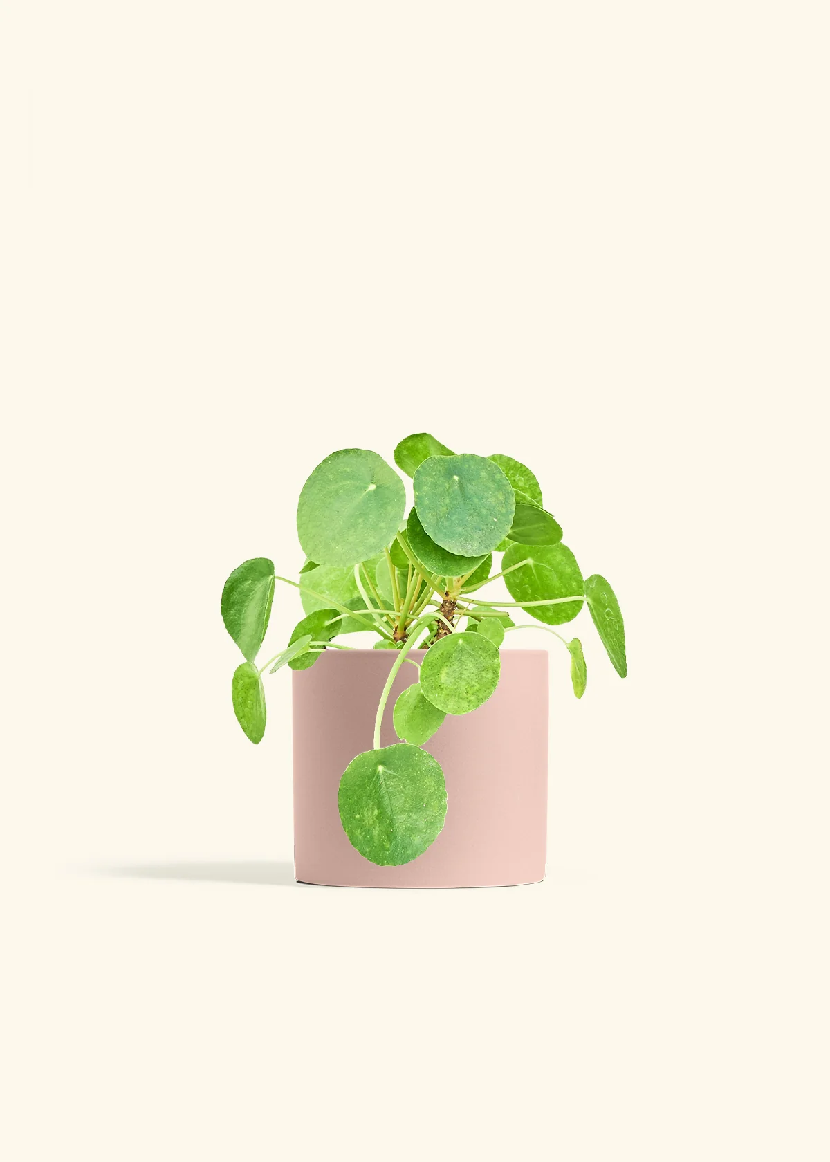Chinese Money Plant - Image 14
