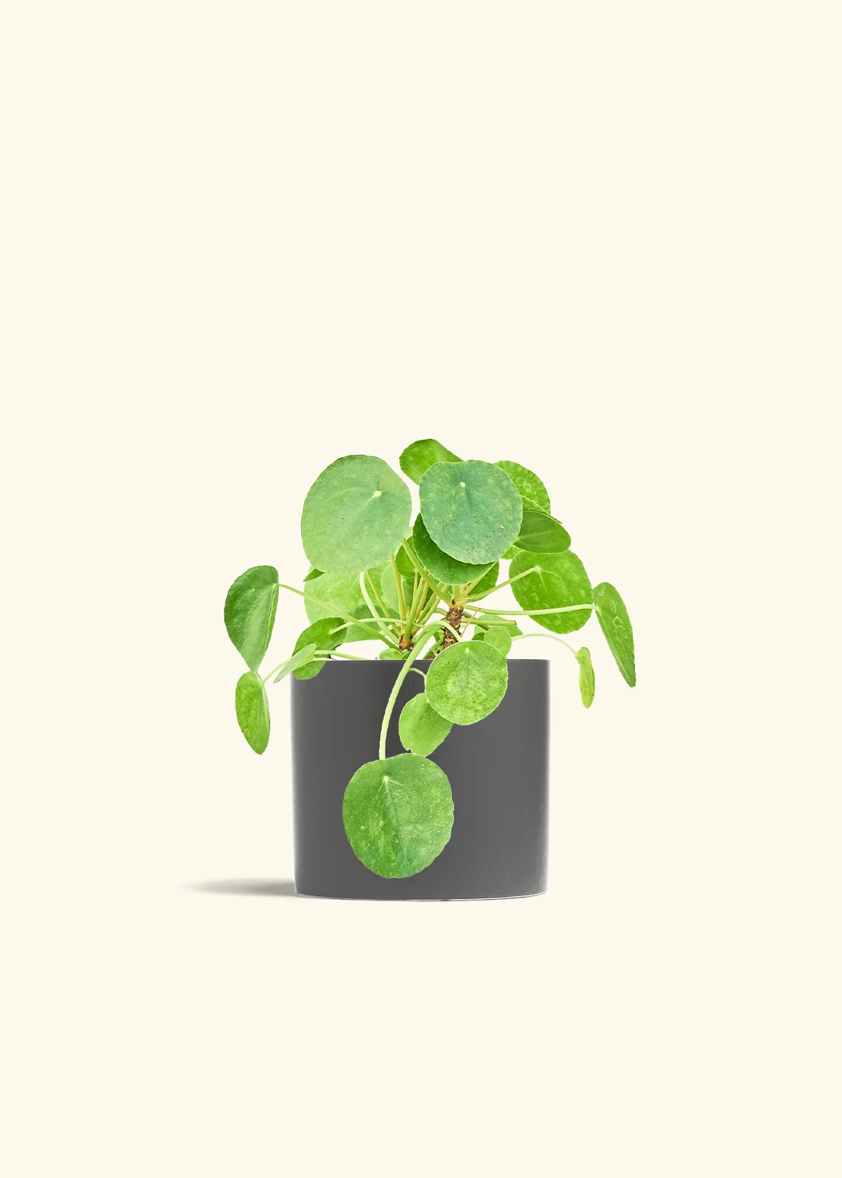 Chinese Money Plant - Image 15