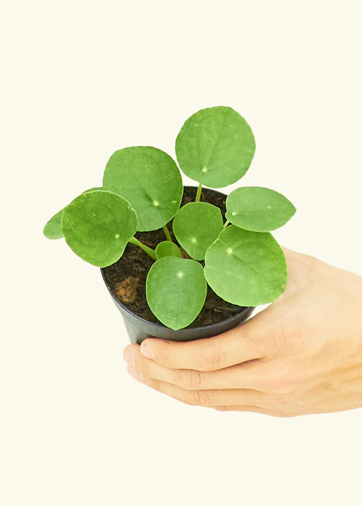 Chinese Money Plant - Image 3