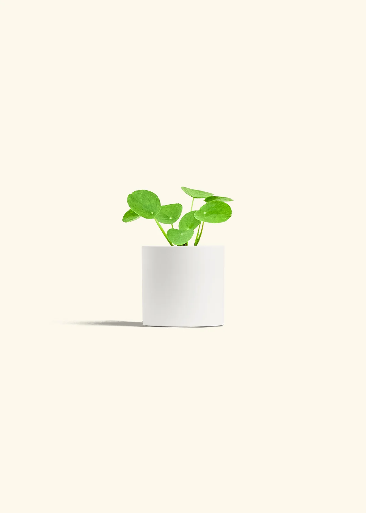 Chinese Money Plant - Image 5